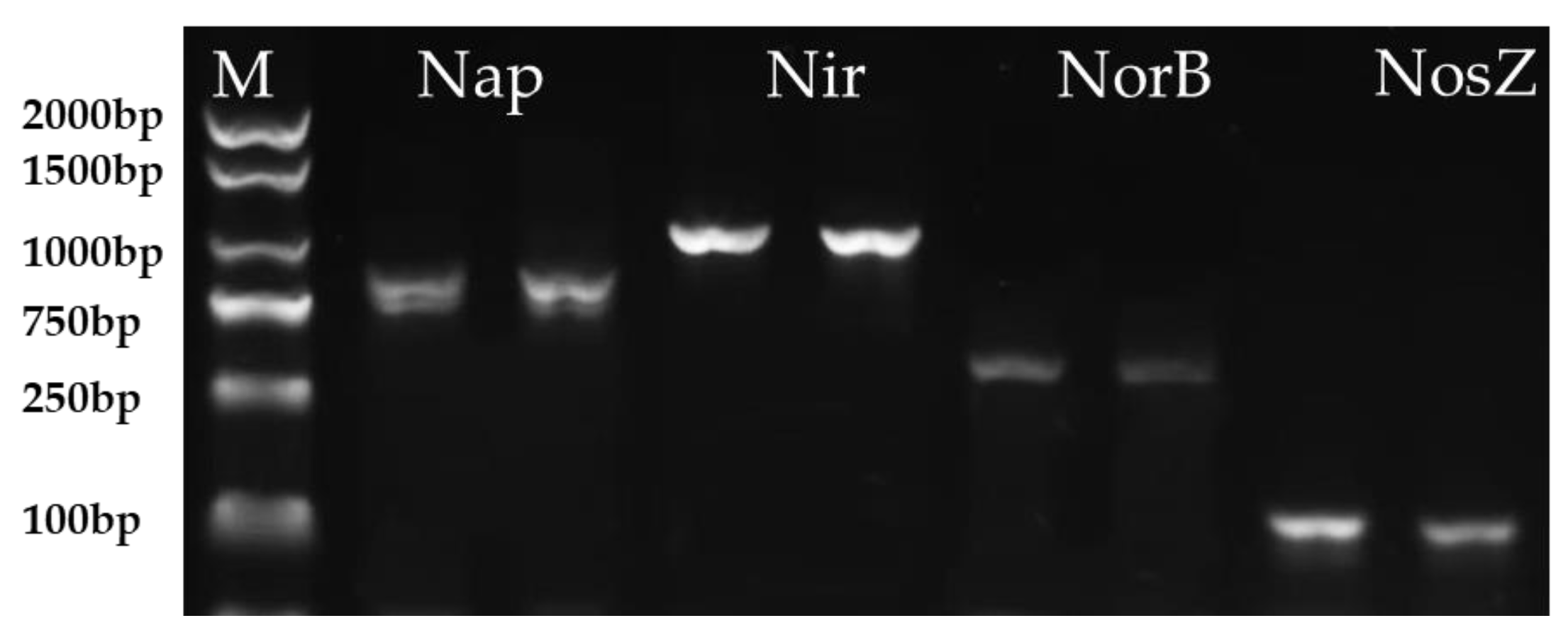 Microorganisms 12 00451 g005