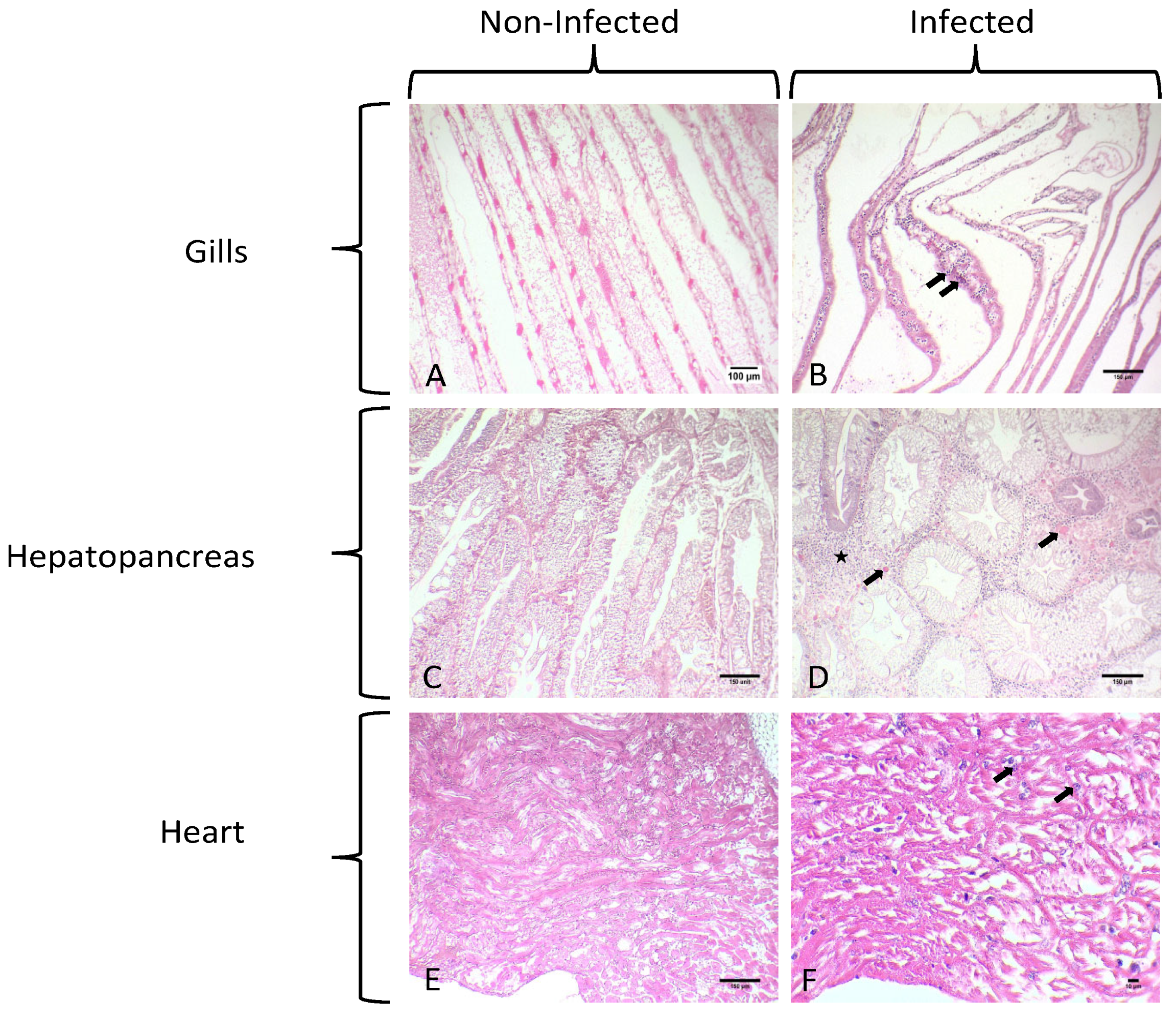 Microorganisms 12 00456 g002