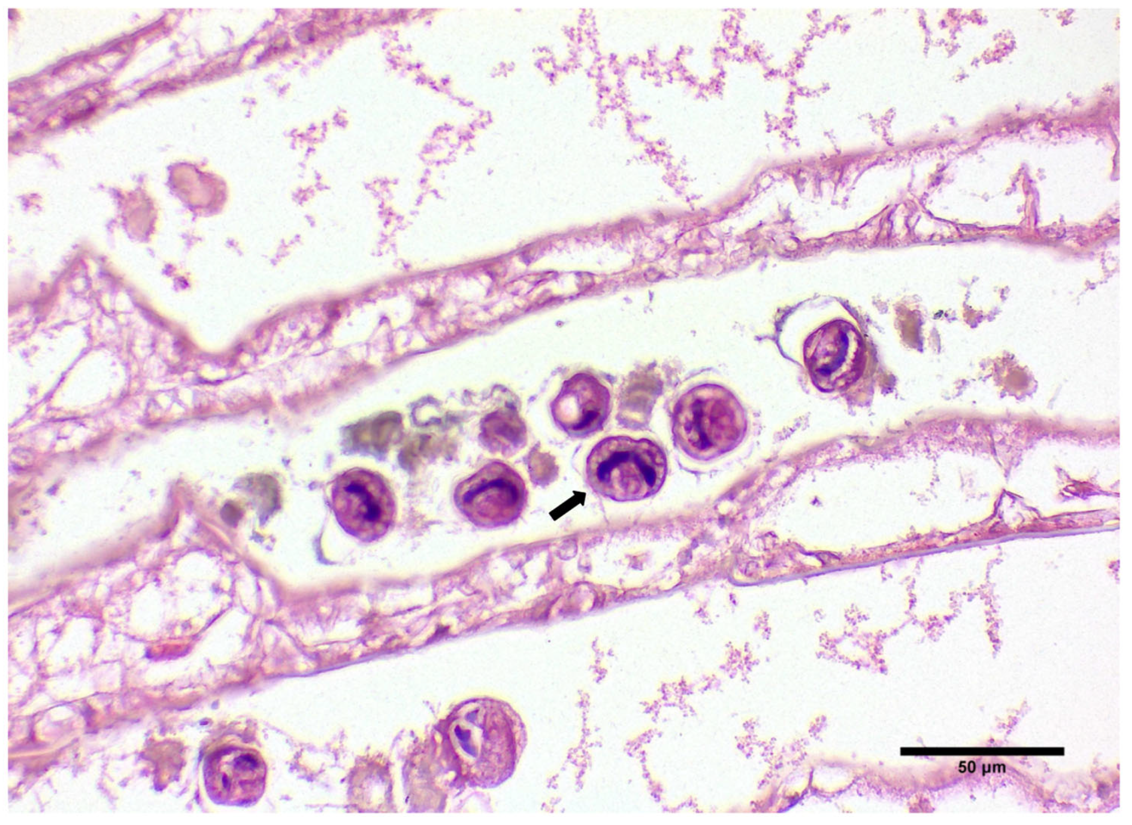 Microorganisms 12 00456 g003