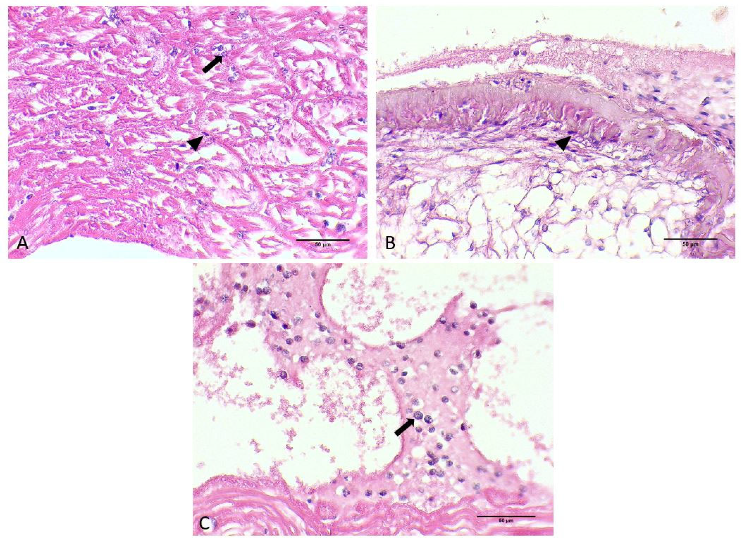 Microorganisms 12 00456 g004