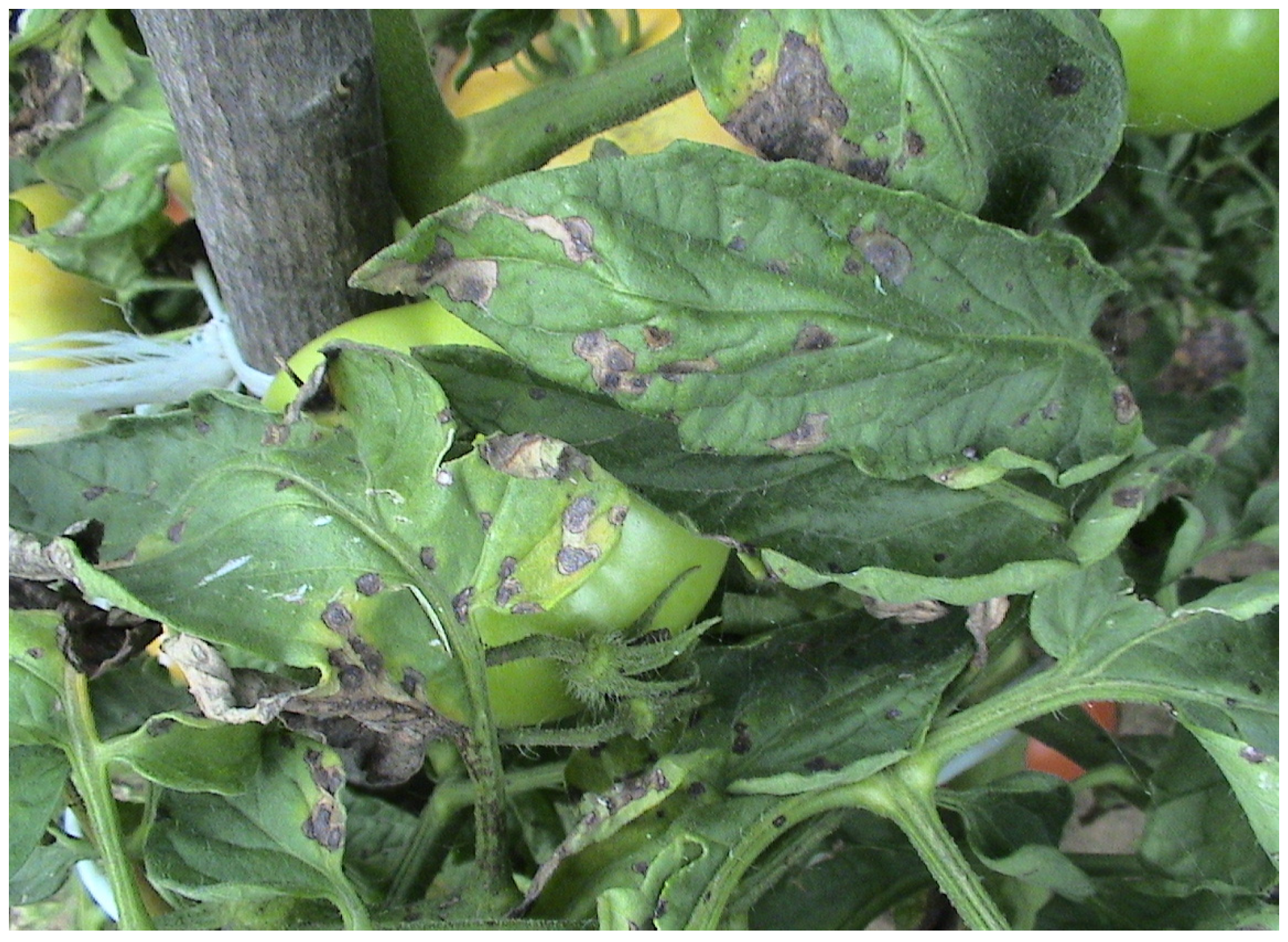 Microorganisms 12 00457 g001