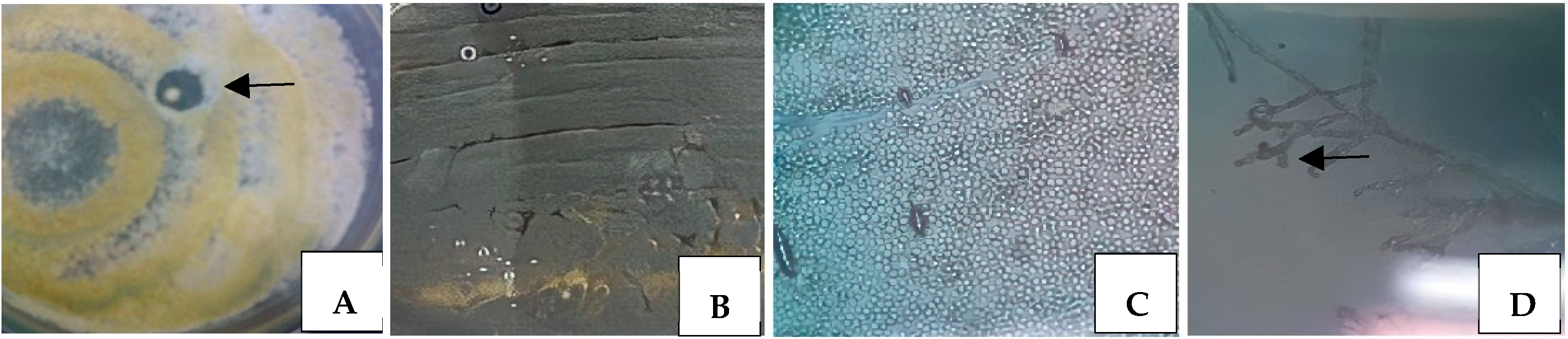 Microorganisms 12 00476 g001