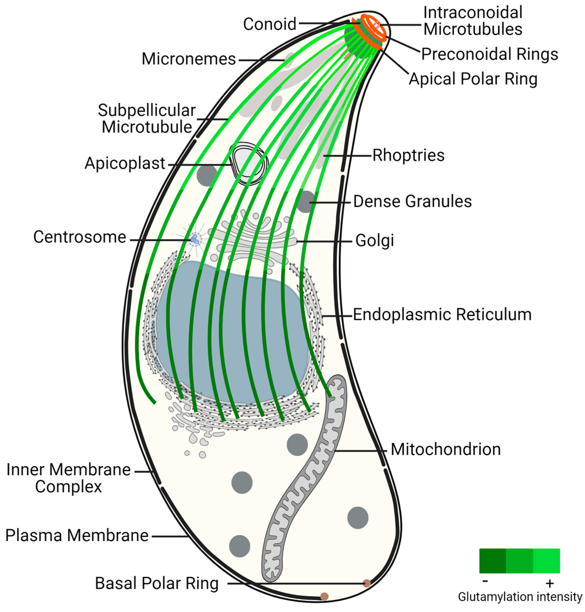 Microorganisms 12 00488 g001