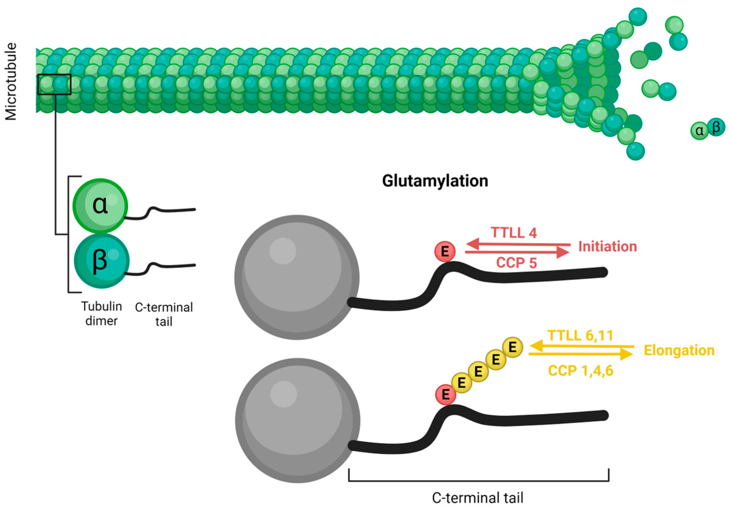 Microorganisms 12 00488 g004