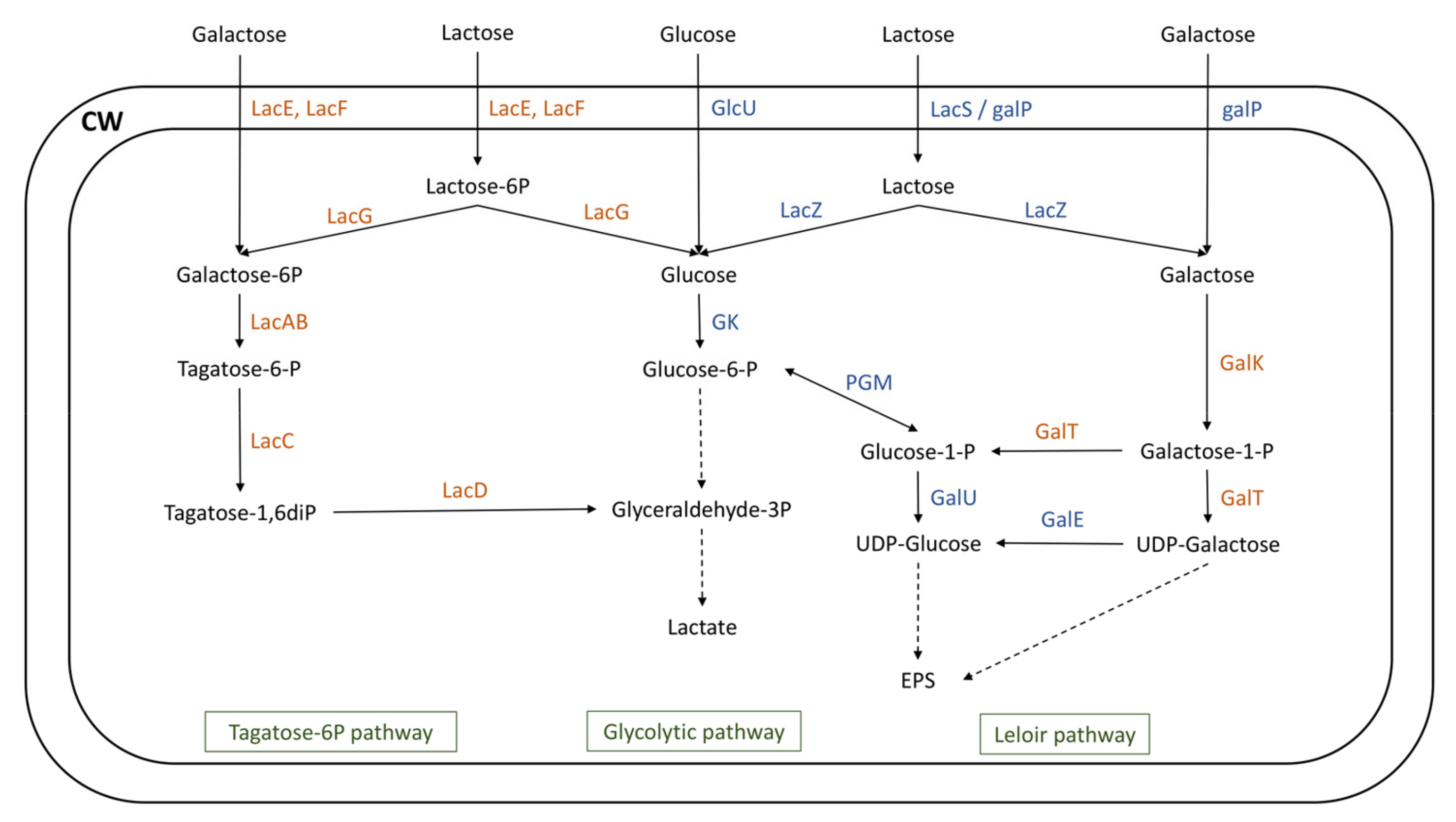 Microorganisms 12 00512 g006 Microorganisms 12 00512 g006