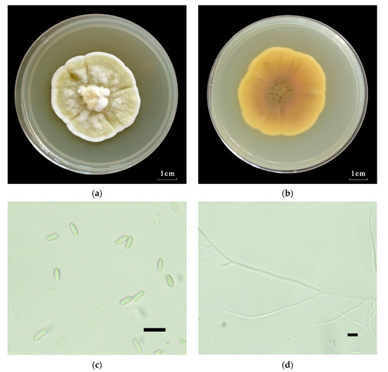 ミィ A New Strain of Metarhizium robertsii Isolated from Loess