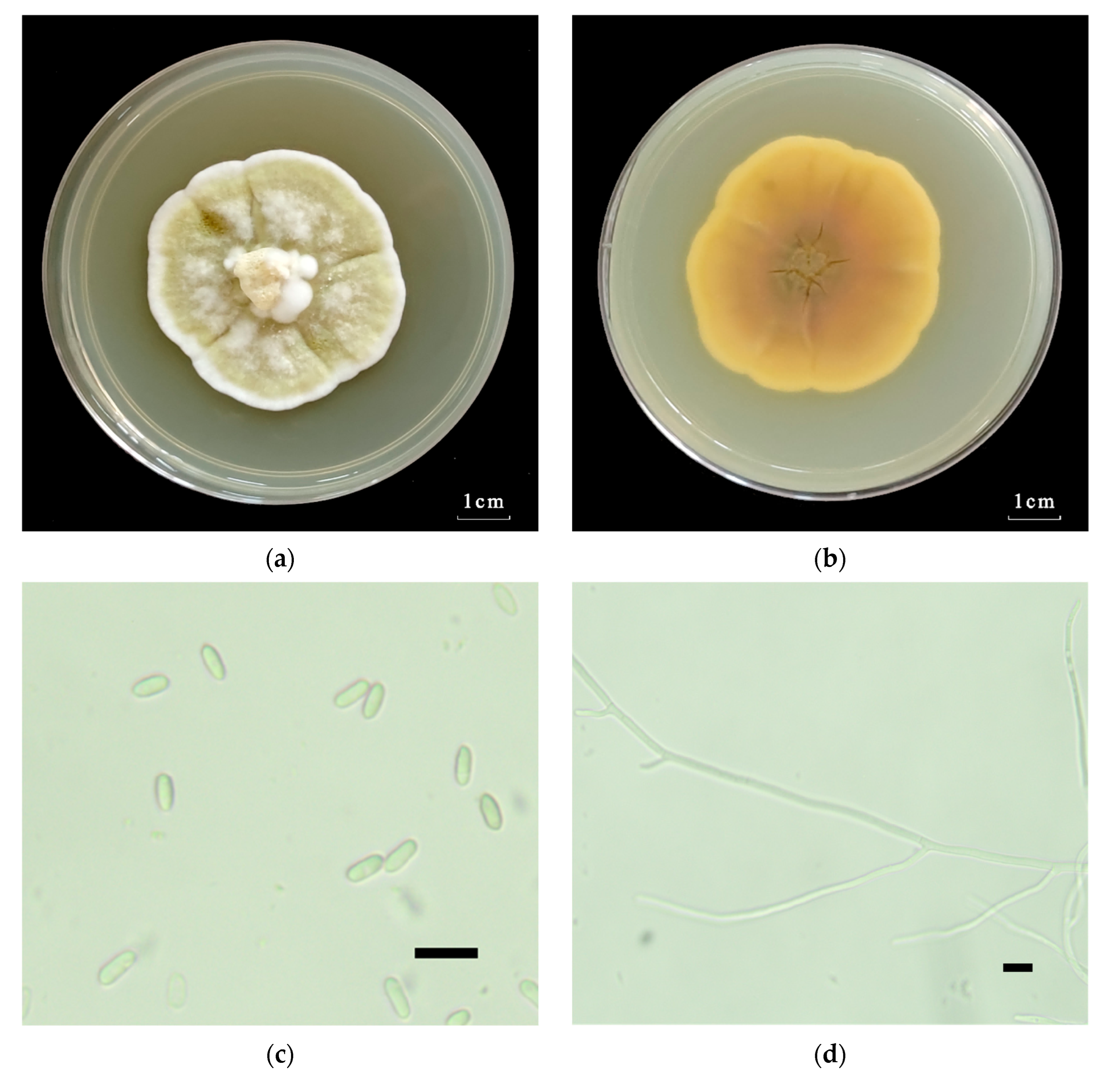 Microorganisms 12 00514 g002