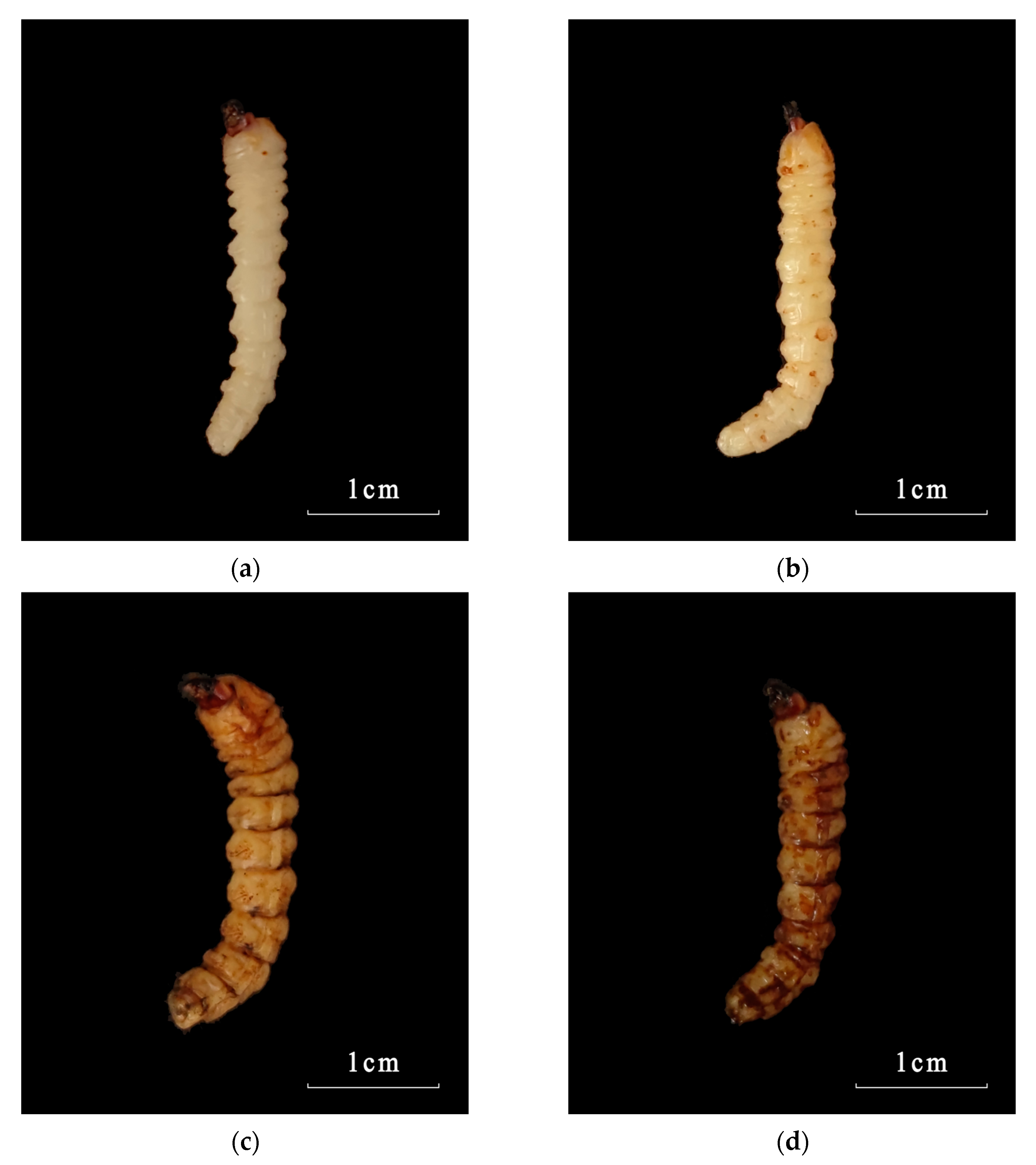 Microorganisms 12 00514 g004a