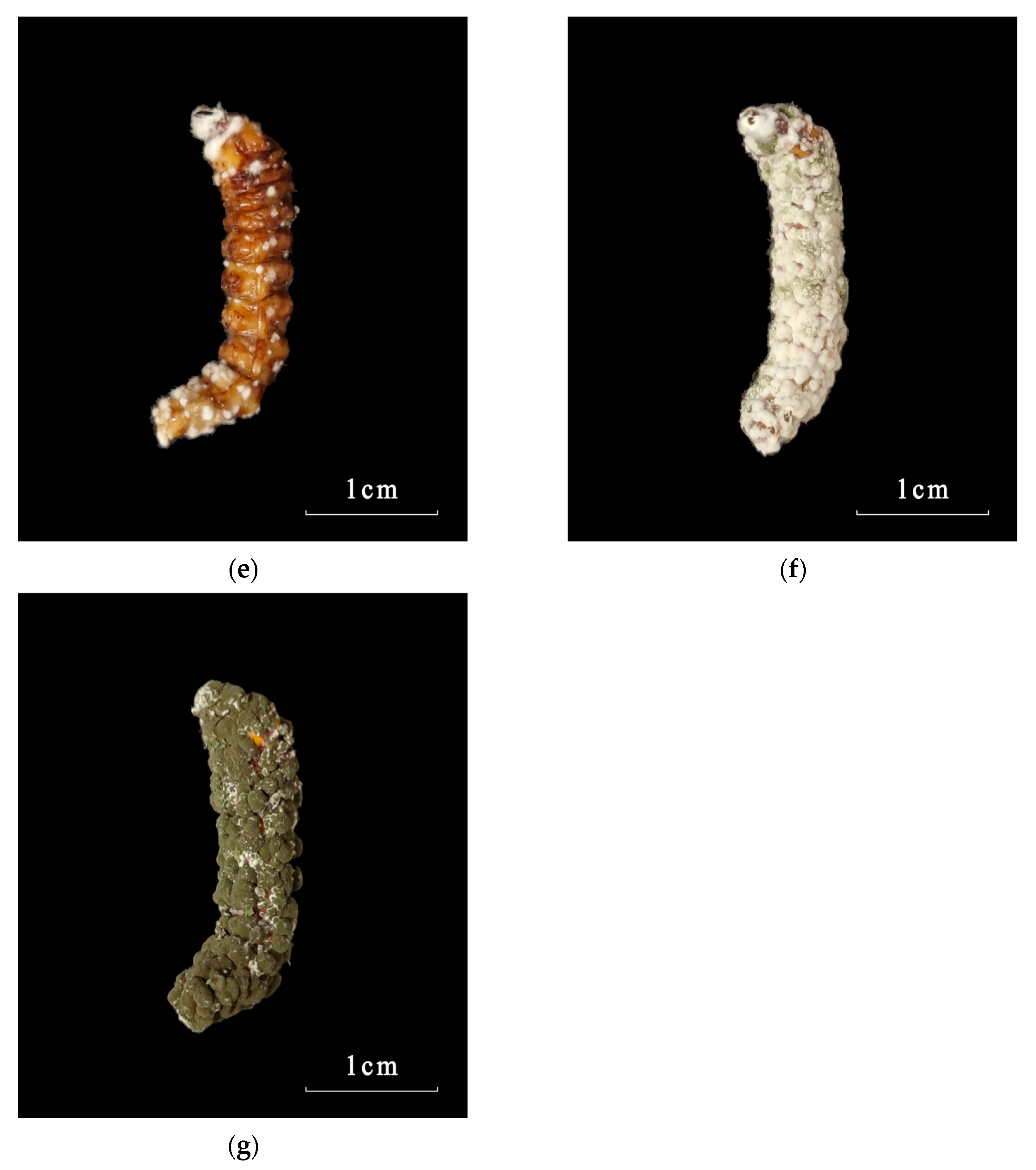 Microorganisms 12 00514 g004b