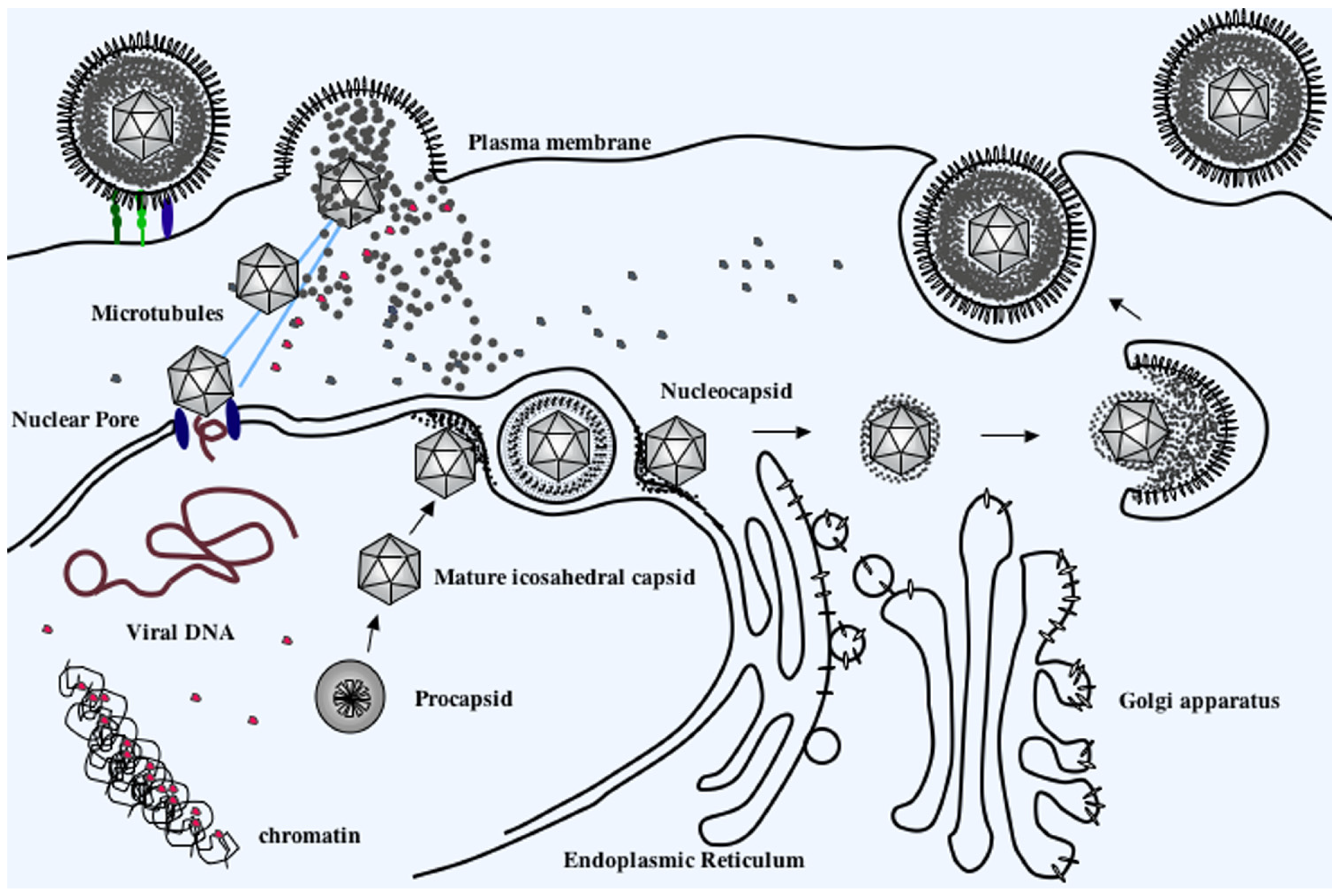 Microorganisms 12 00521 g006 Microorganisms 12 00521 g006