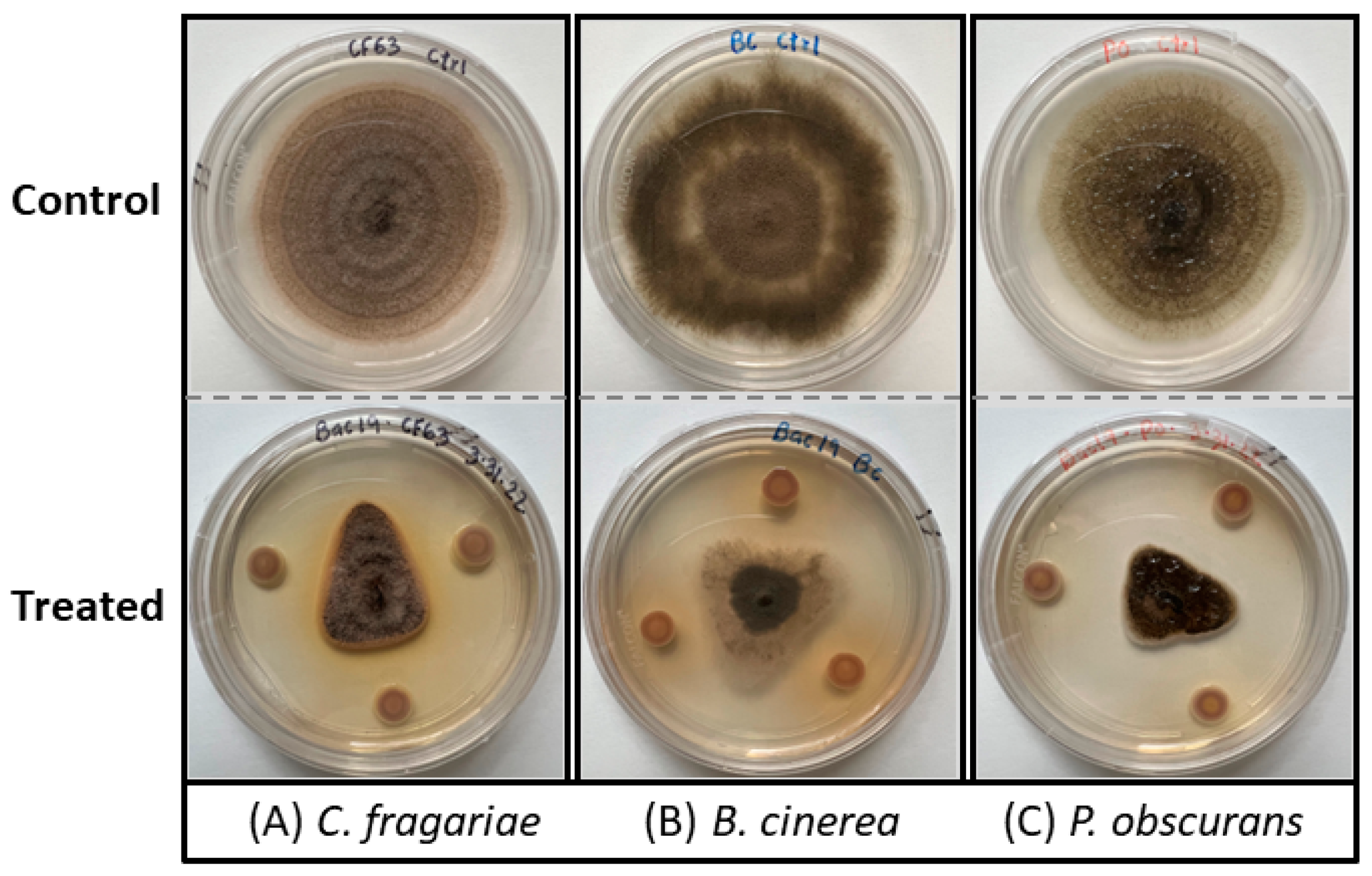 Microorganisms 12 00548 g001 Microorganisms 12 00548 g001