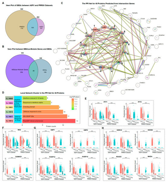 Unveiling Shared Immune Responses in Porcine Alveolar Macrophages