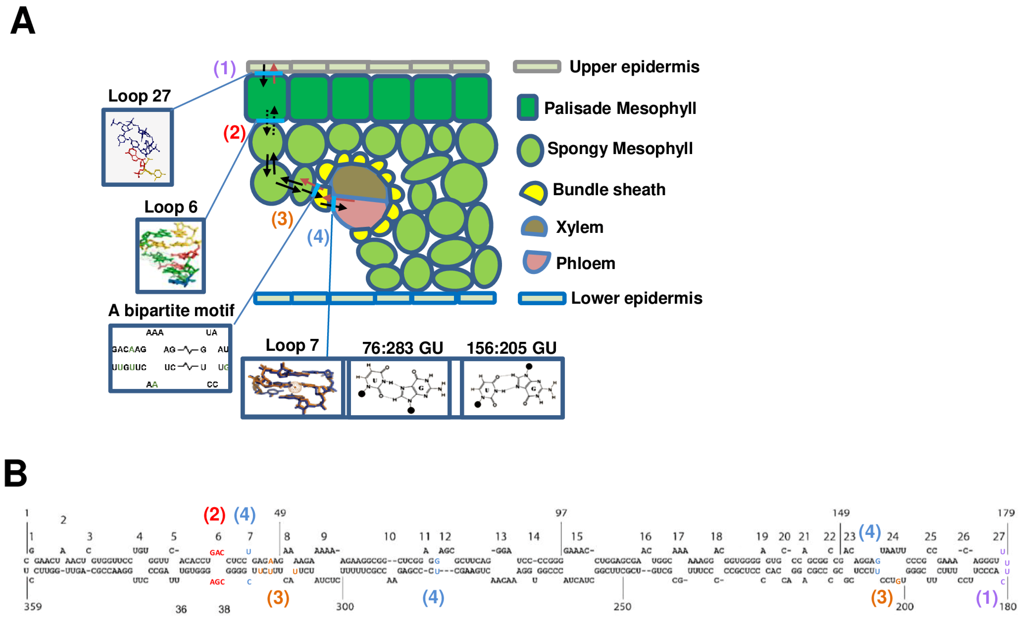 Microorganisms 12 00565 g002