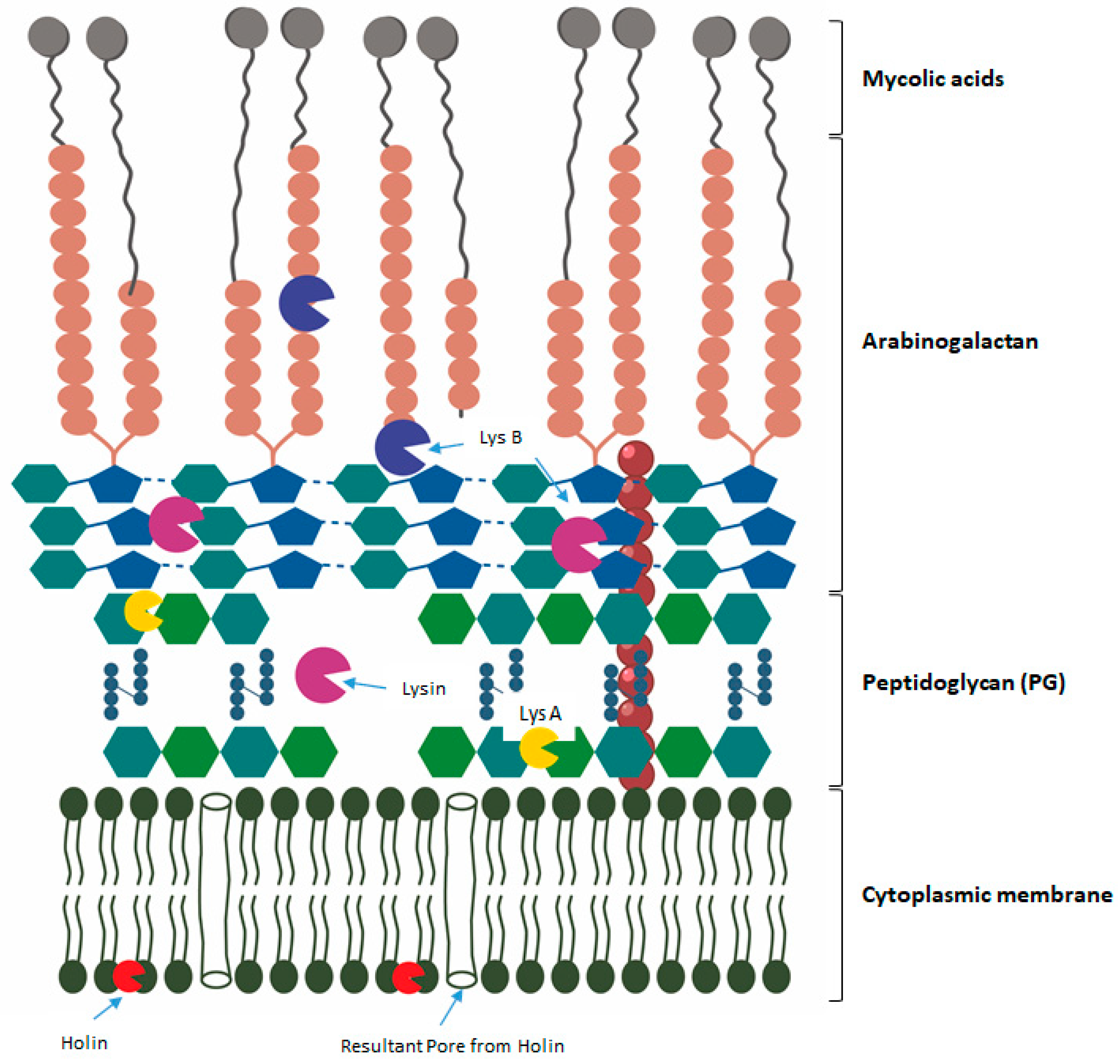 Microorganisms 12 00570 g002