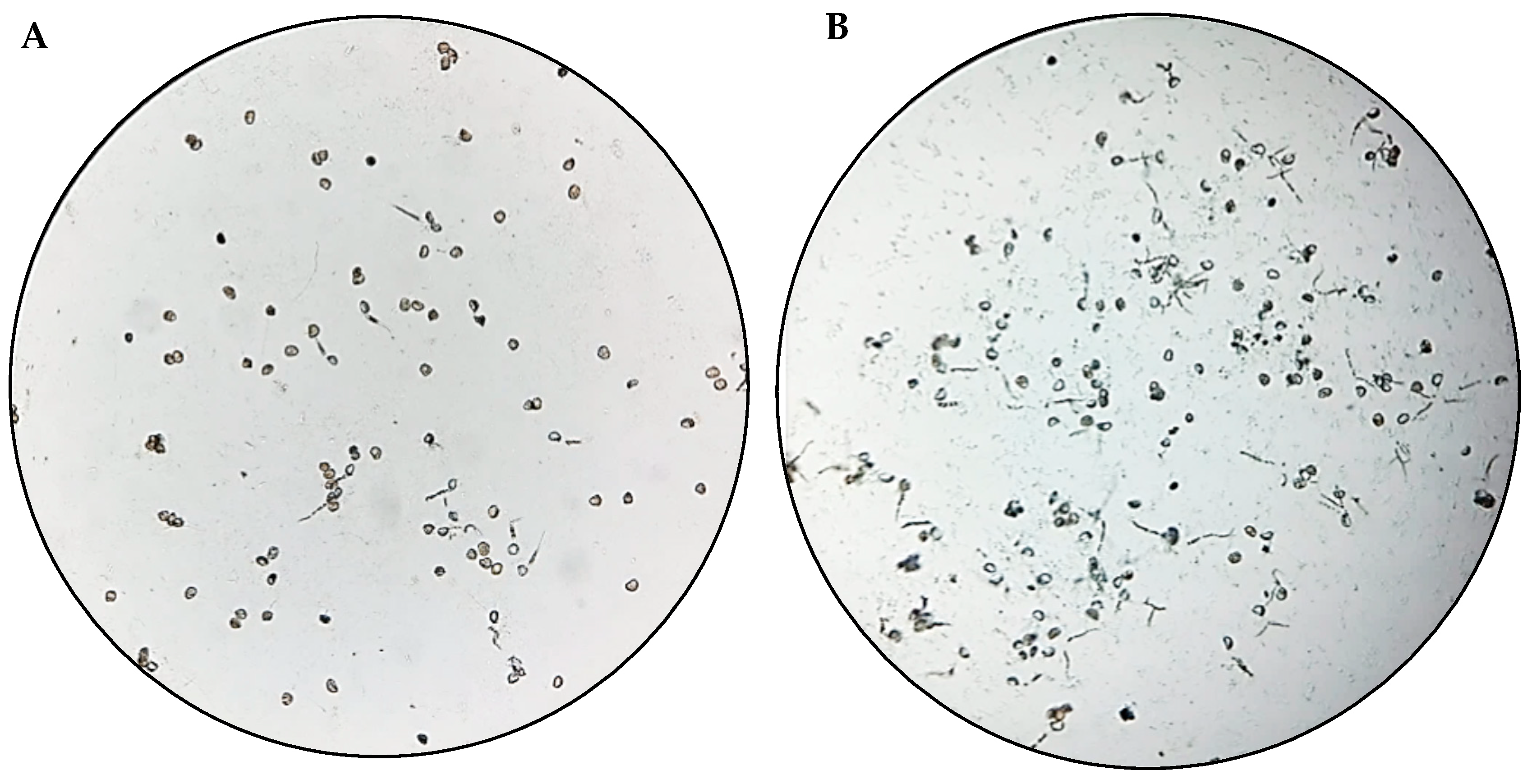 Microorganisms 12 00582 g002