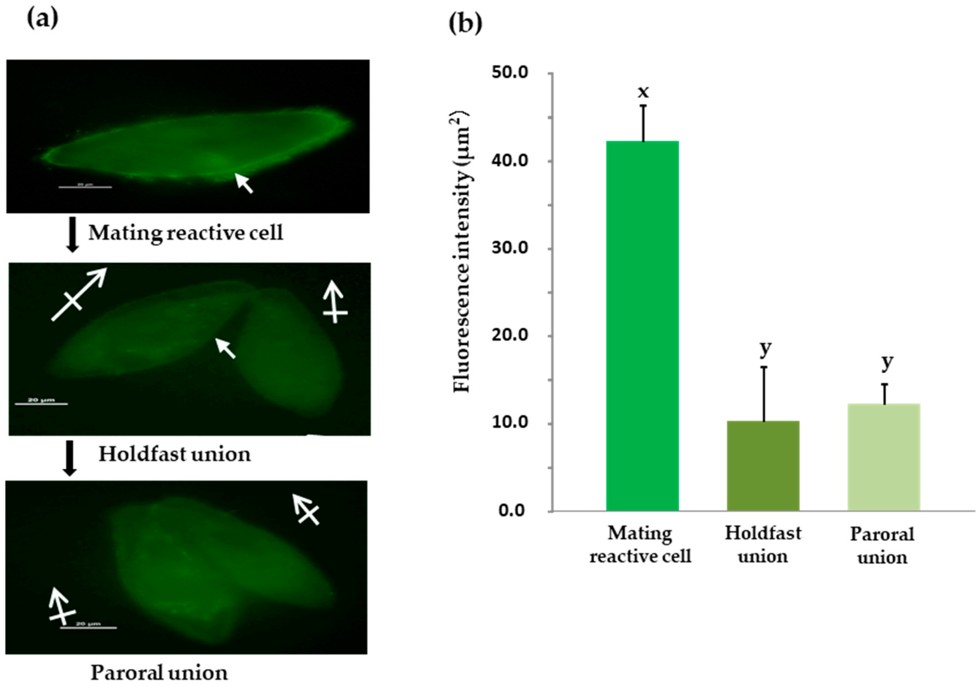 Microorganisms 12 00588 g004