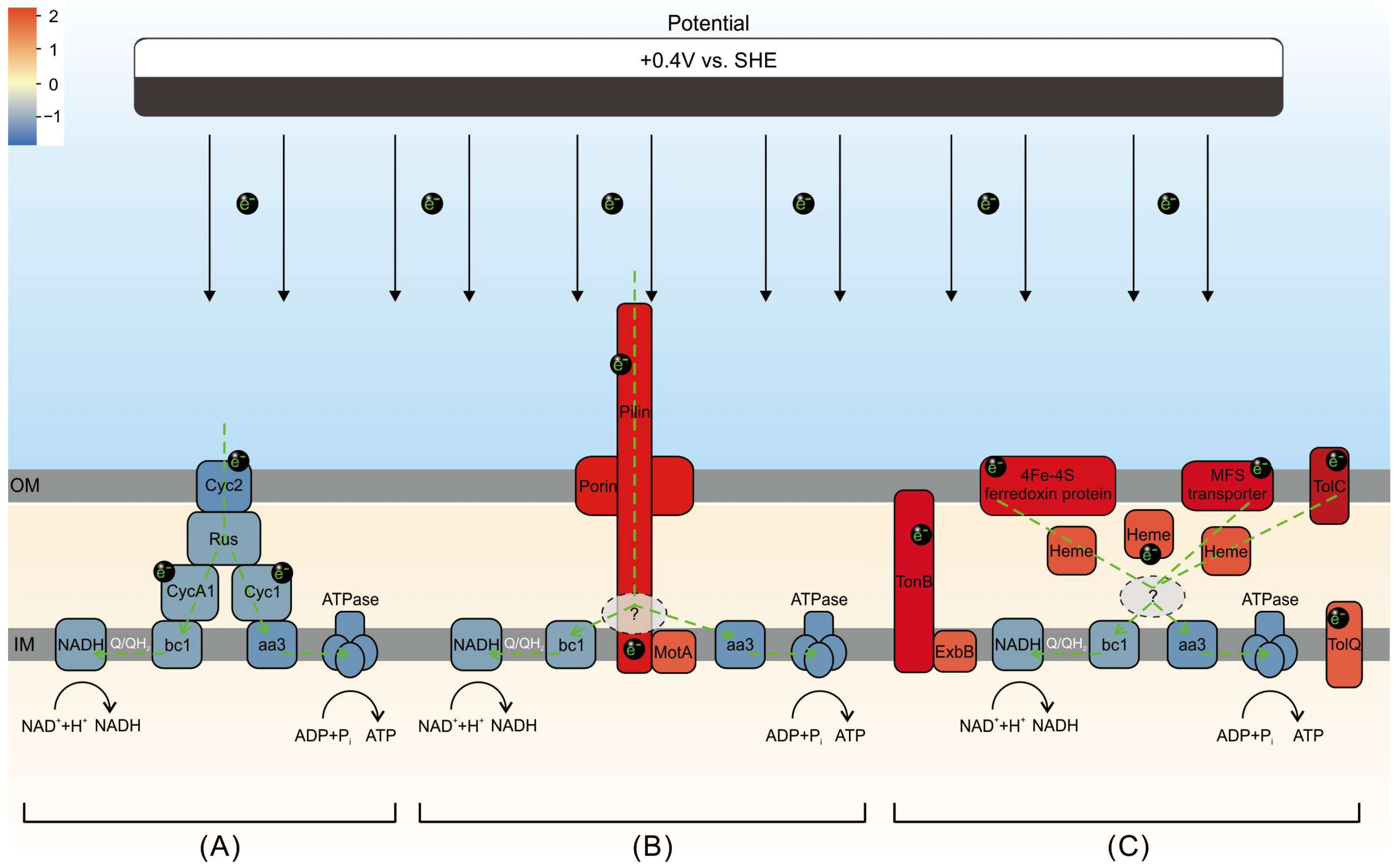 Microorganisms 12 00590 g008 Microorganisms 12 00590 g008