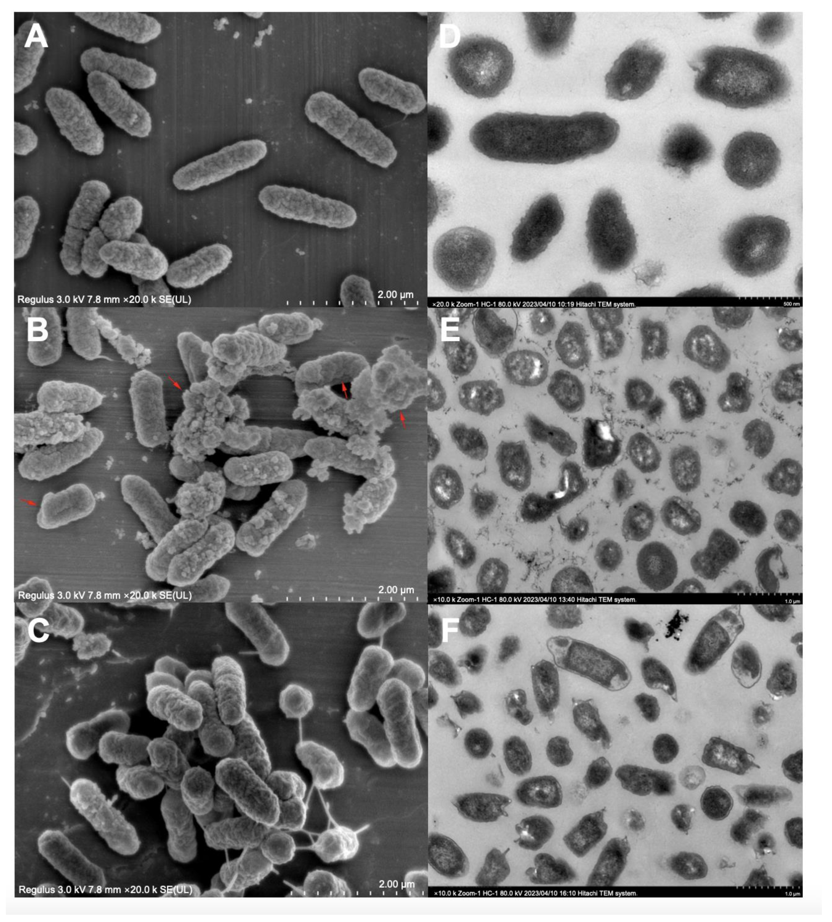 Microorganisms 12 00592 g004