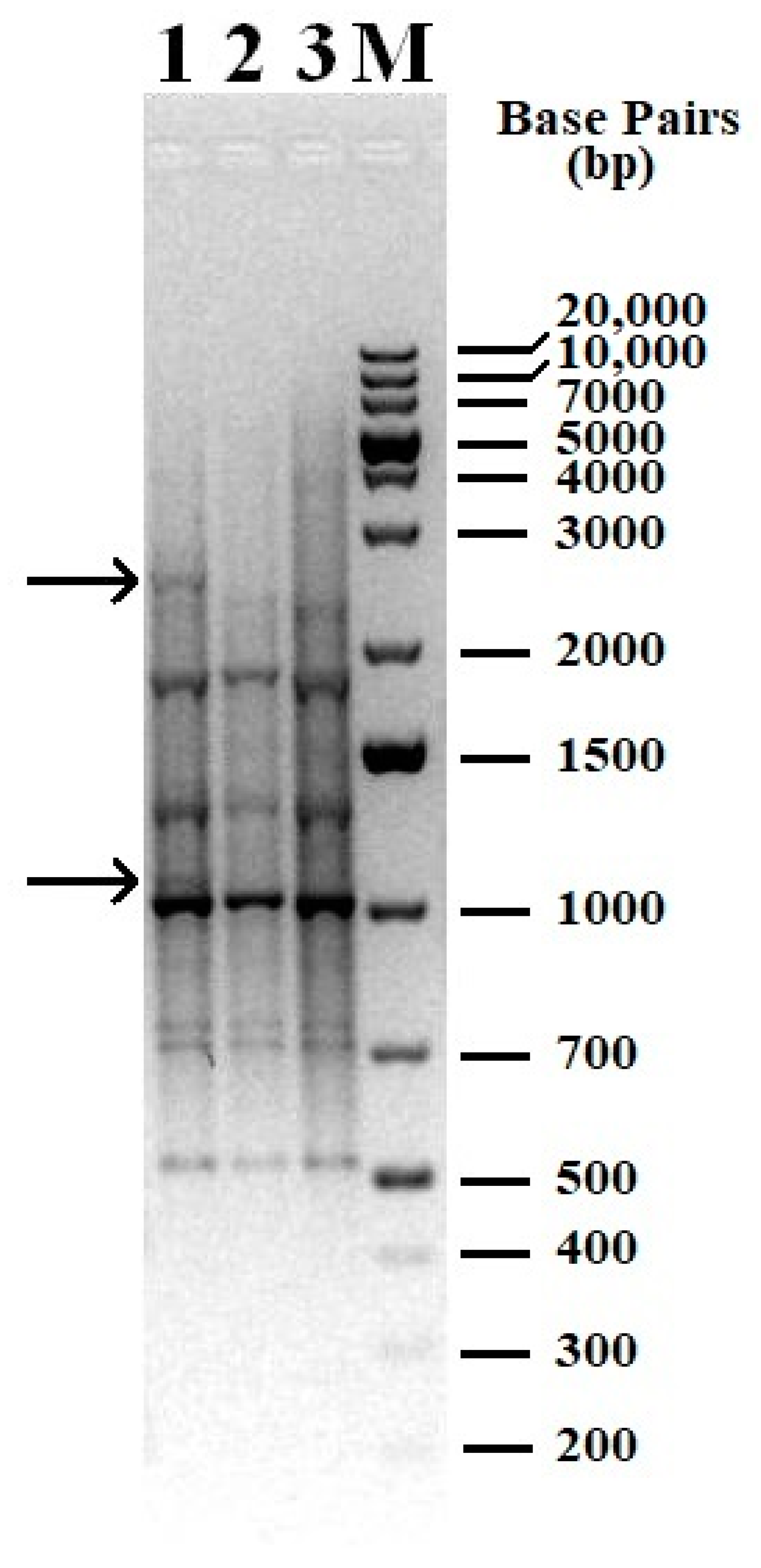 Microorganisms 12 00597 g003 Microorganisms 12 00597 g003