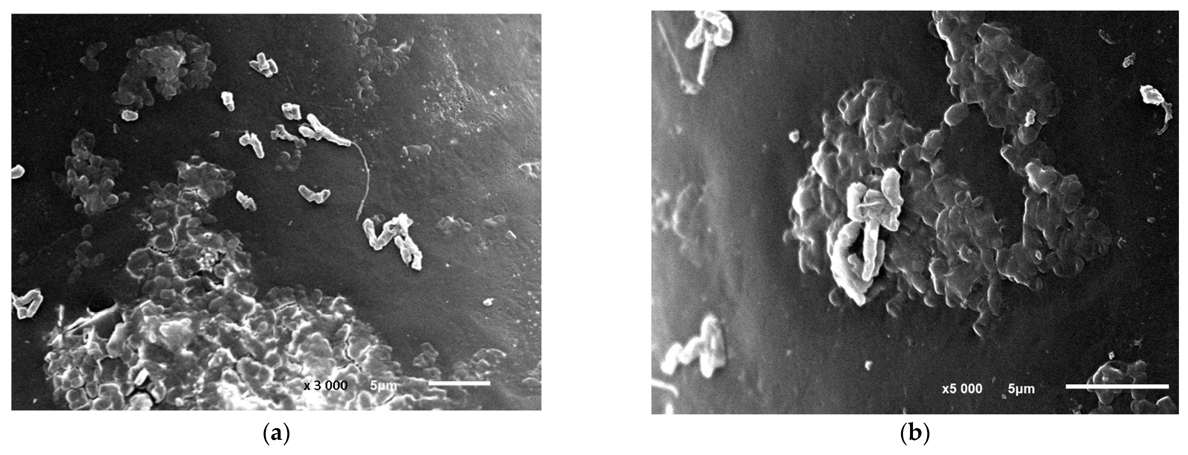 Microorganisms 12 00597 g005 Microorganisms 12 00597 g005