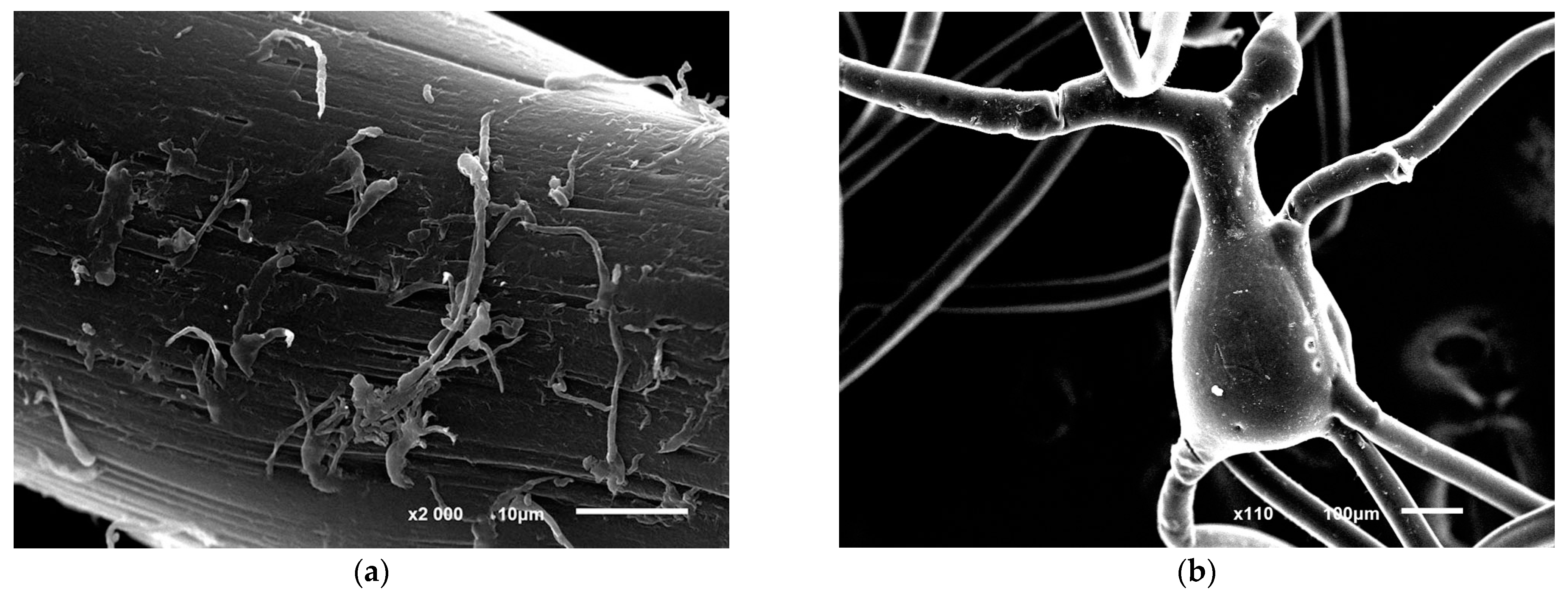 Microorganisms 12 00597 g006a Microorganisms 12 00597 g006a