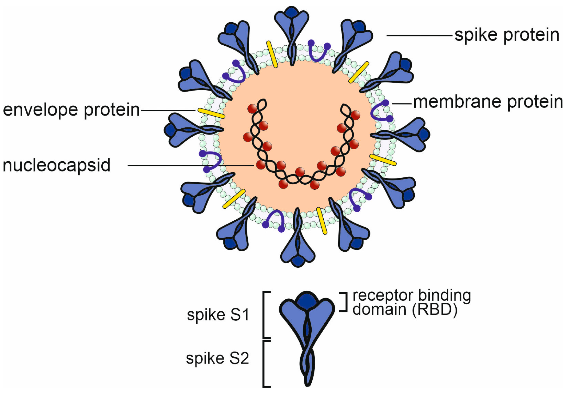 Microorganisms 12 00617 g001