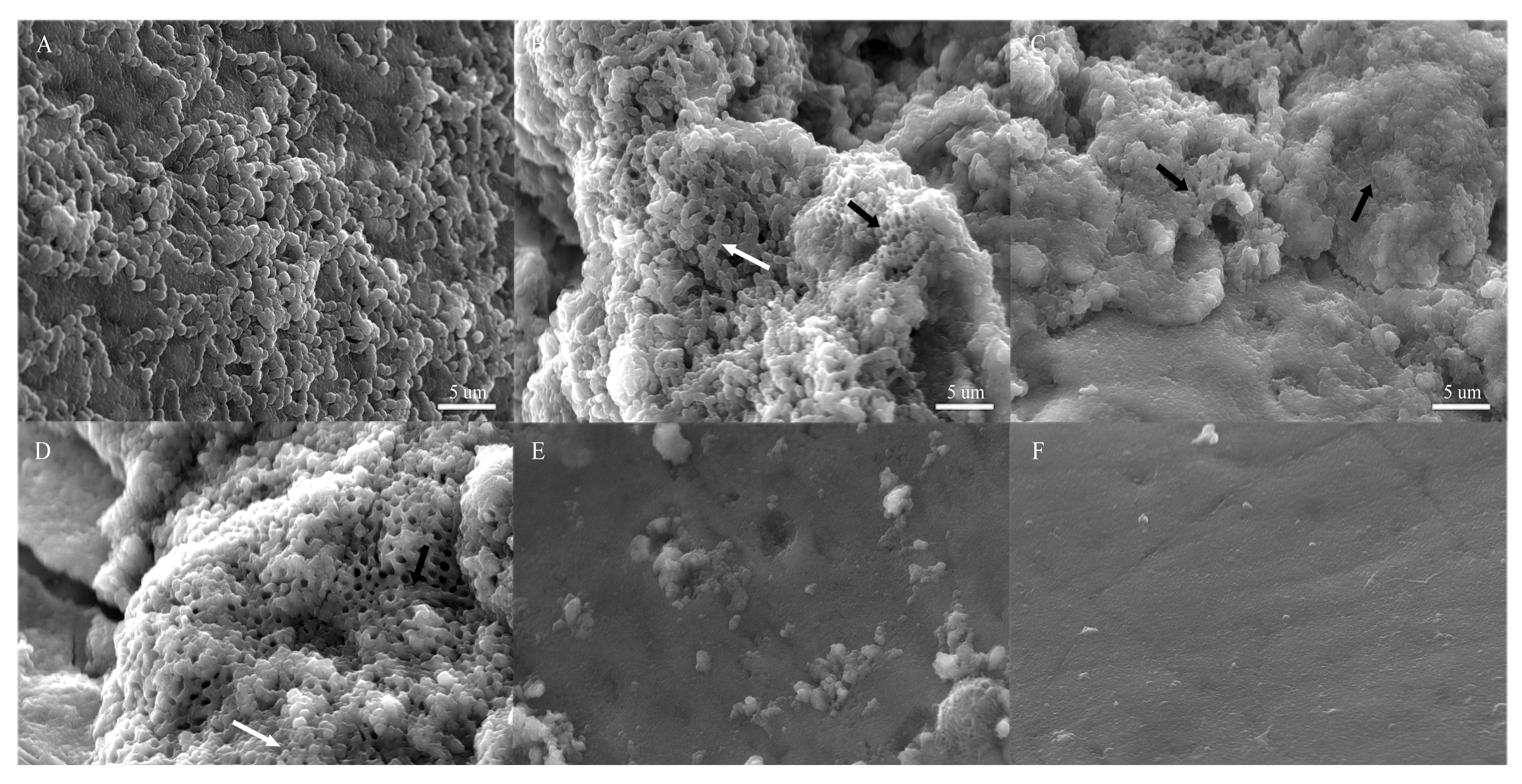 Microorganisms 12 00624 g005
