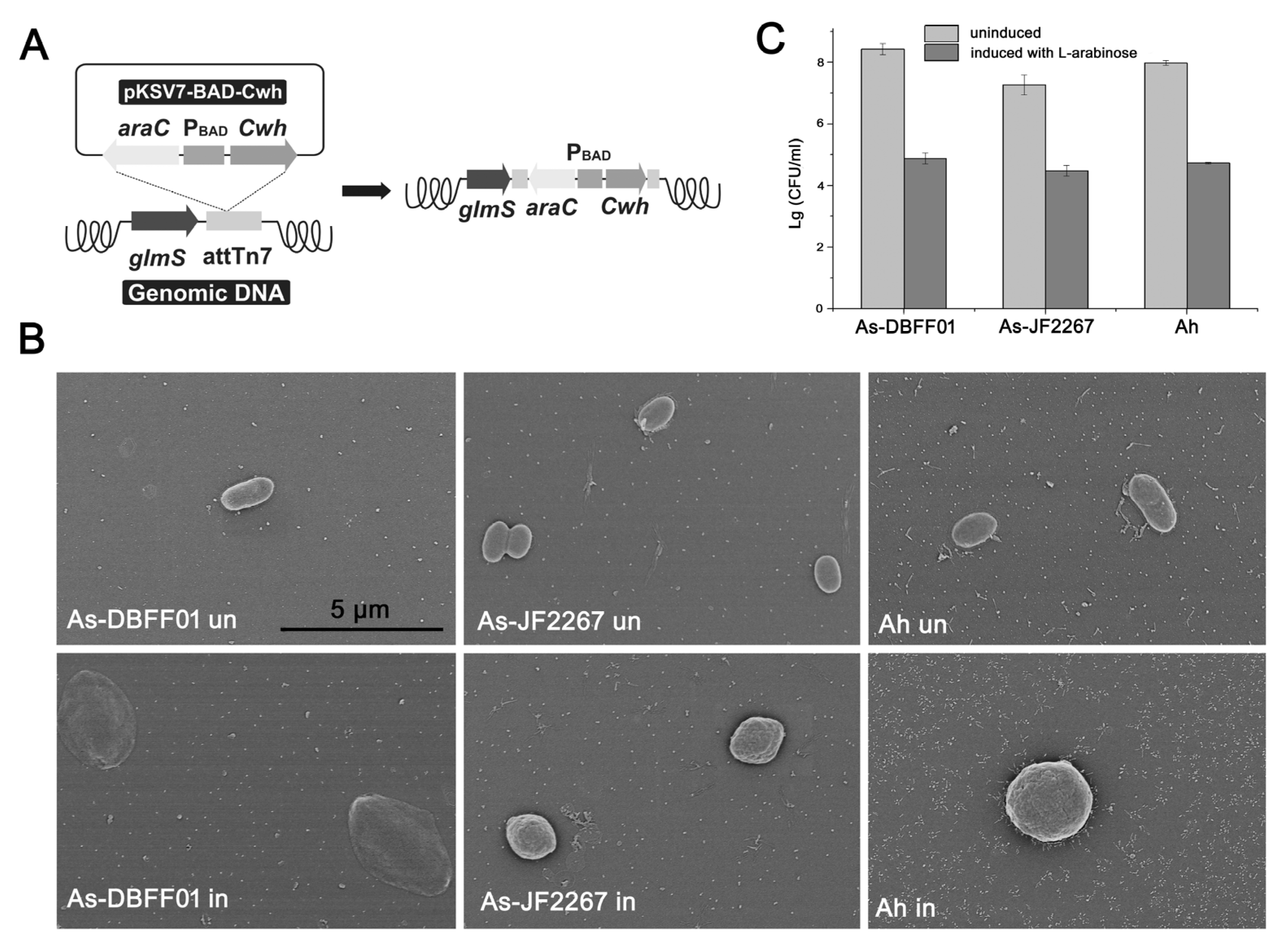Microorganisms 12 00629 g005