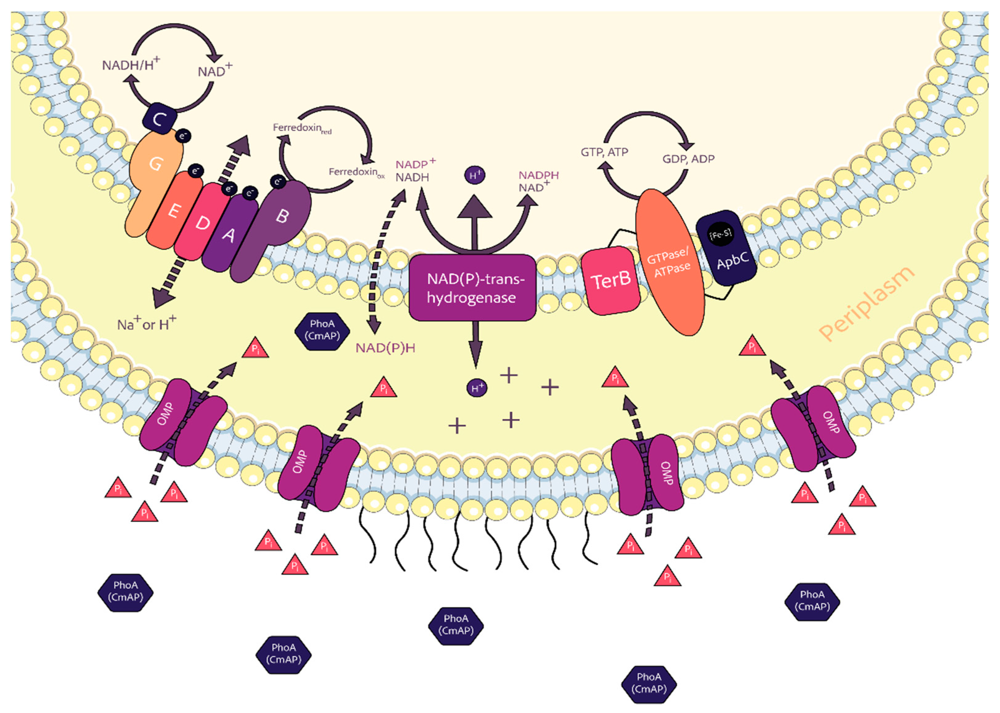 Microorganisms 12 00631 g003