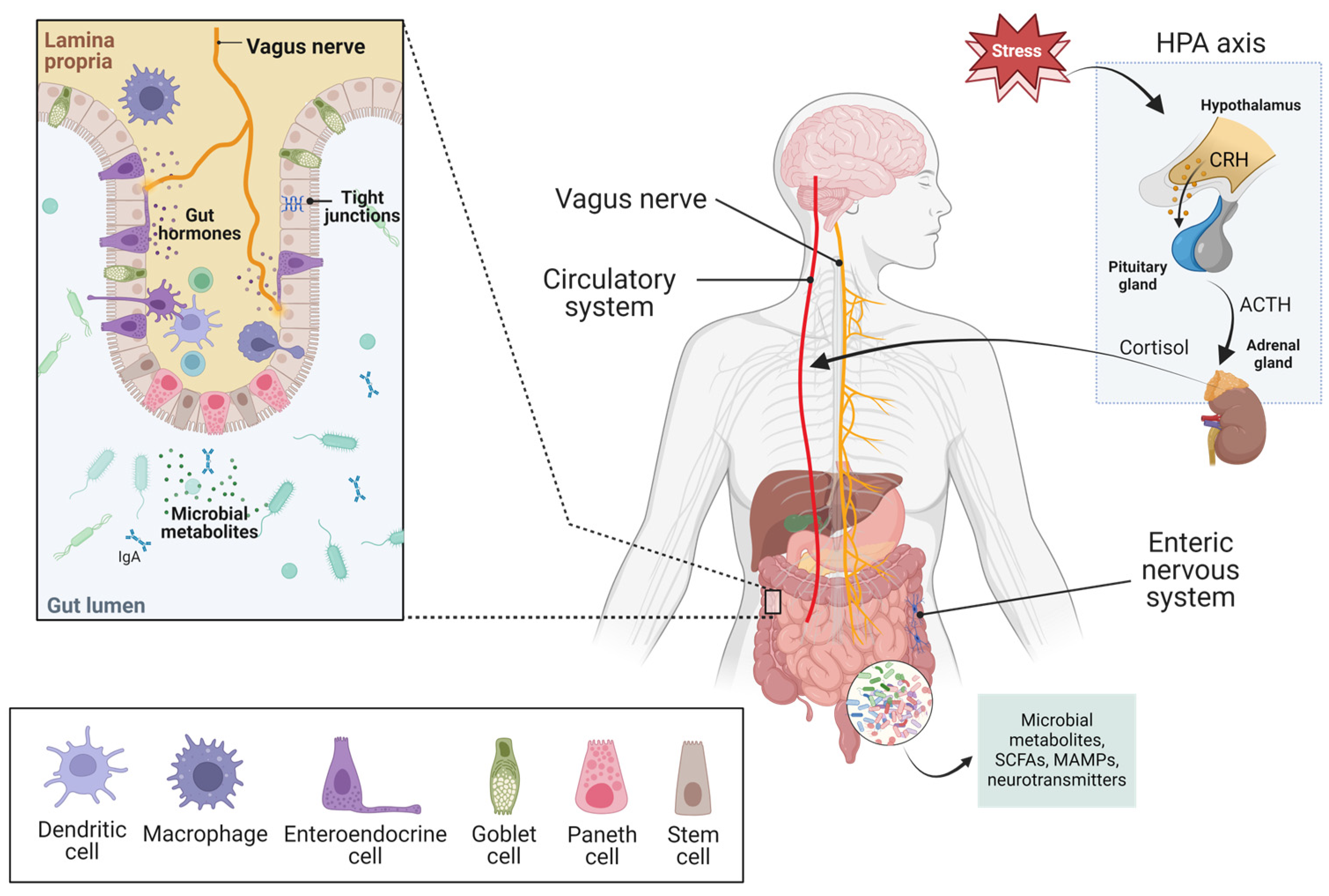 Microorganisms 12 00634 g001