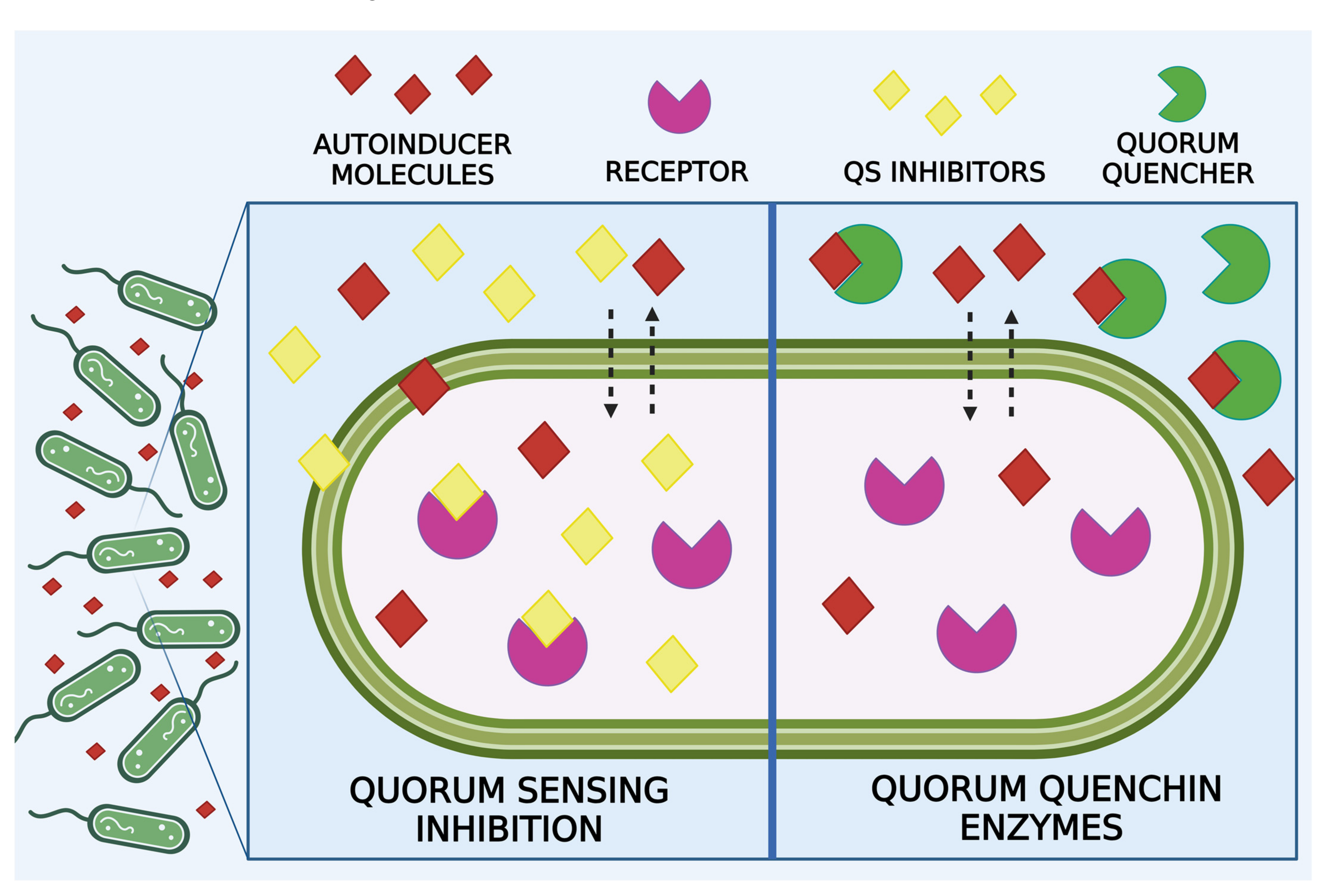 Microorganisms 12 00639 g004