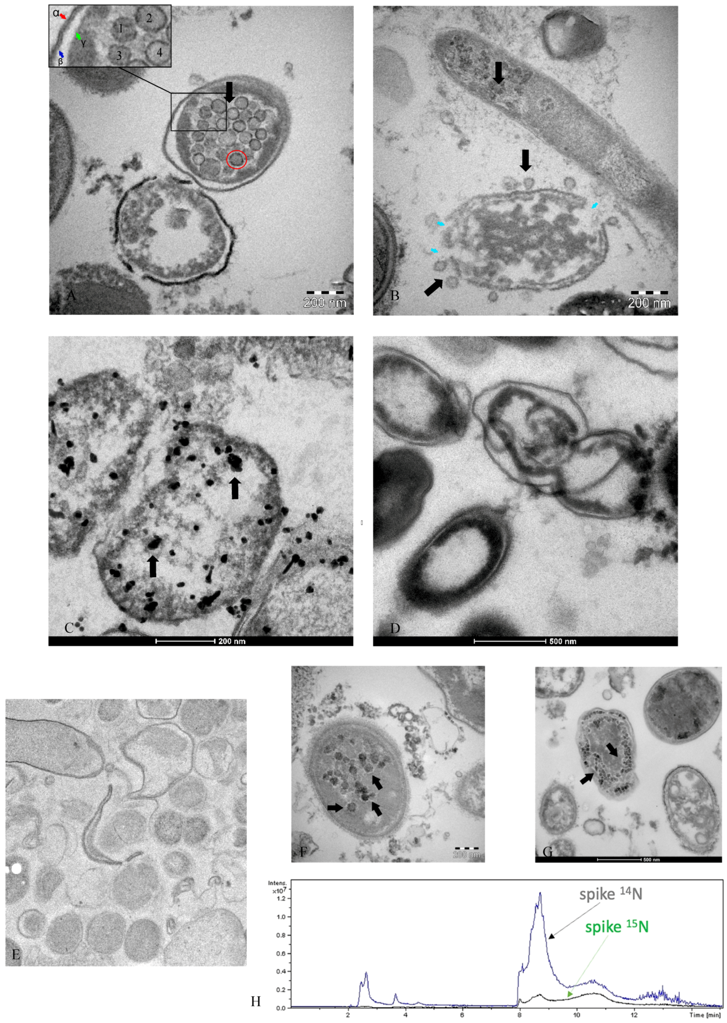 Microorganisms 12 00643 g002