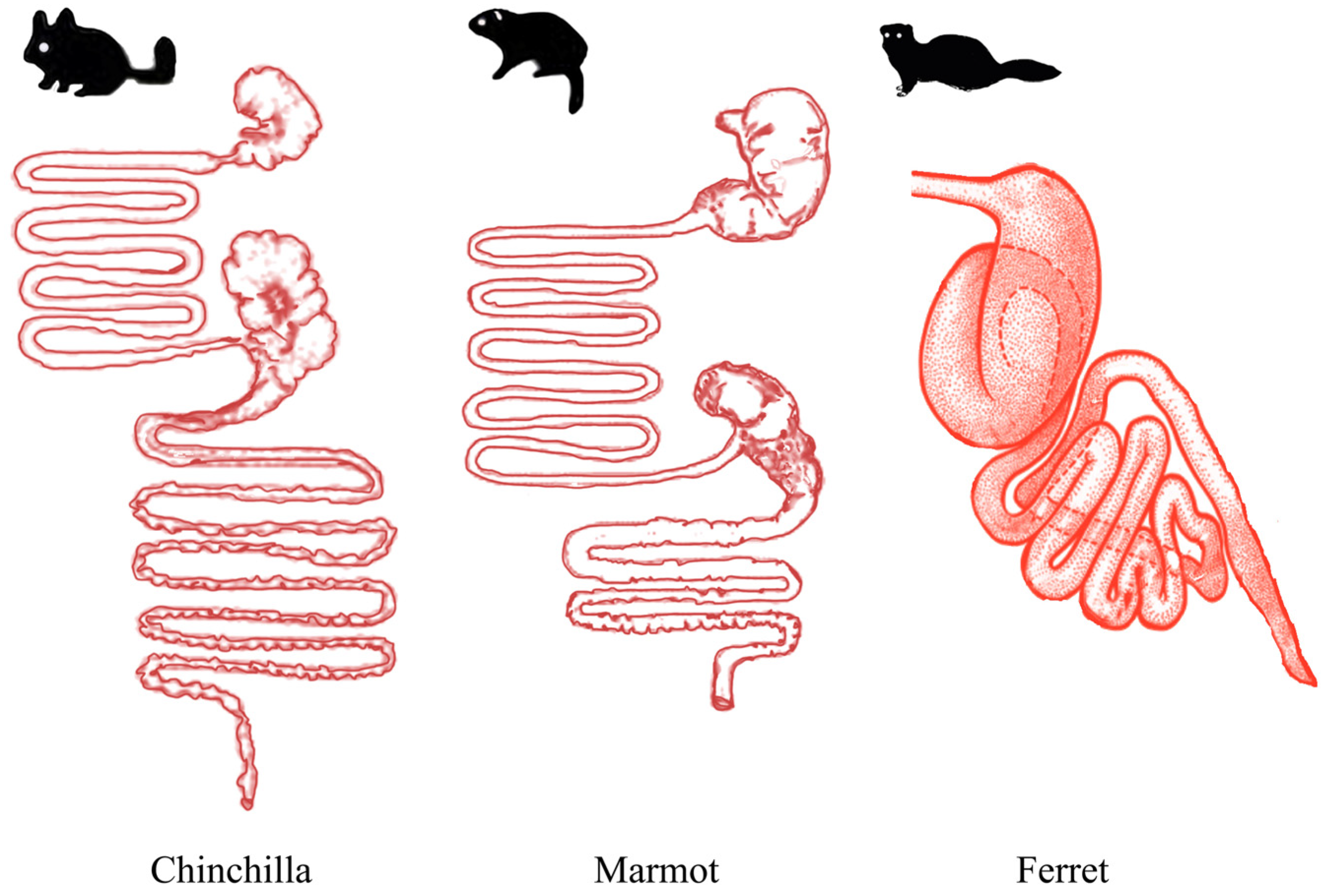 Microorganisms 12 00646 g001