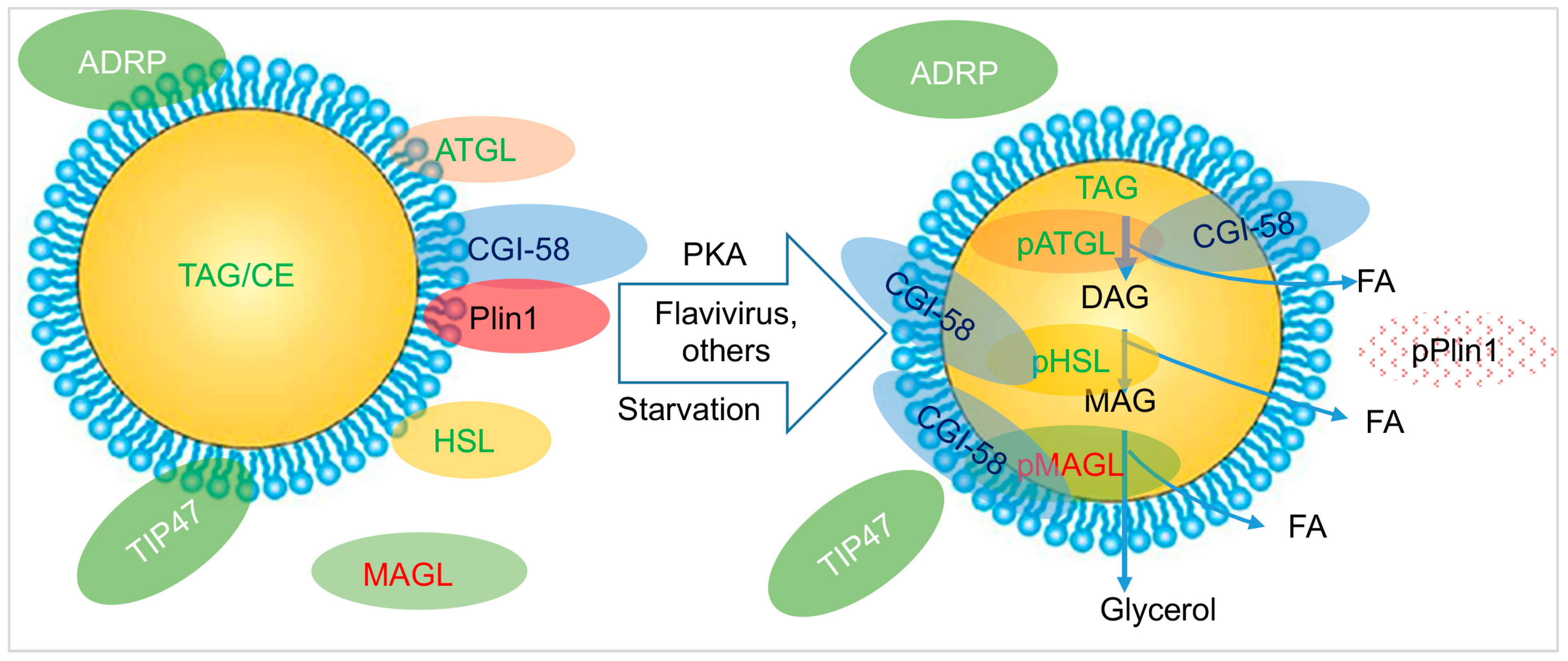Microorganisms 12 00647 g002 Microorganisms 12 00647 g002