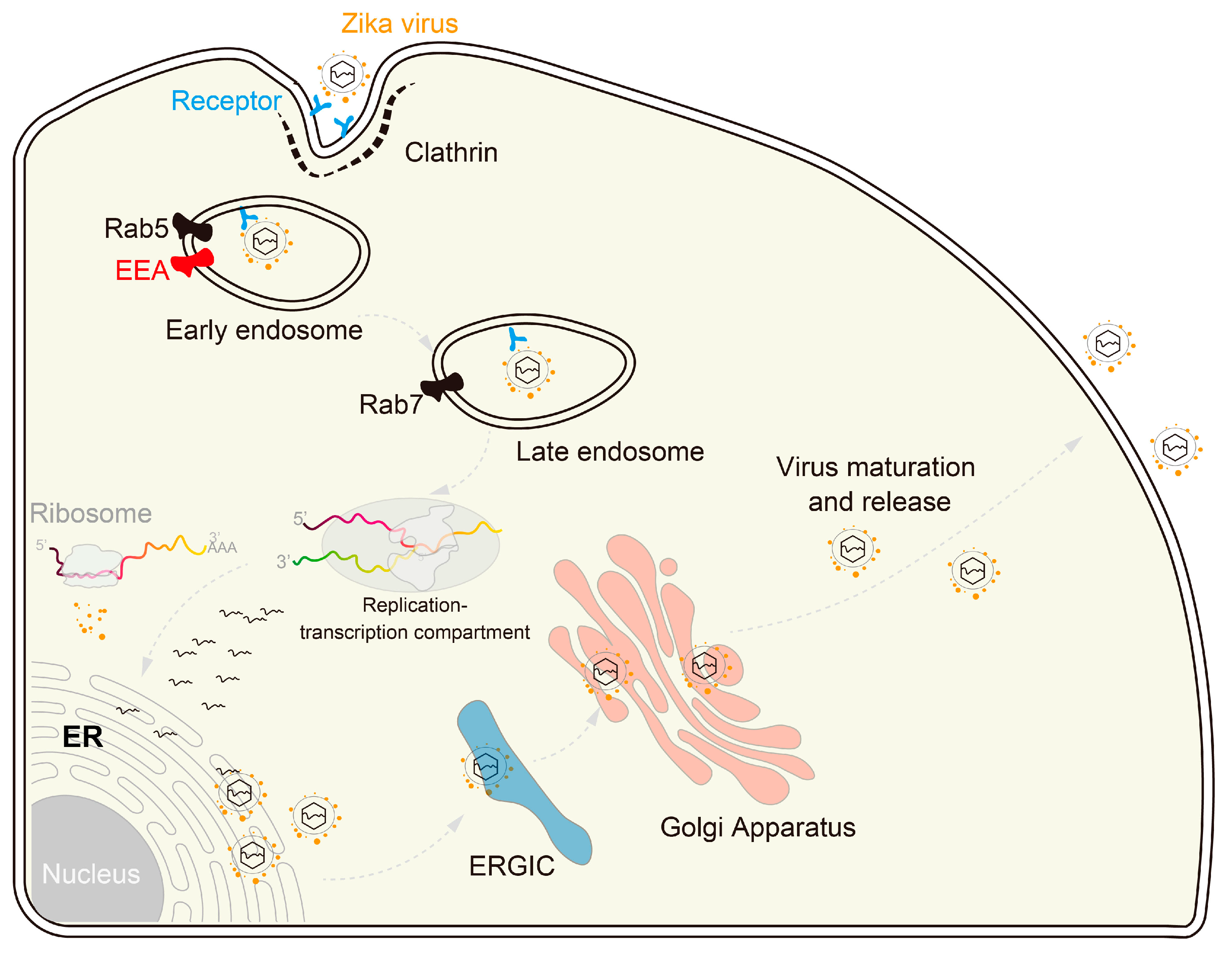 Microorganisms 12 00647 g004 Microorganisms 12 00647 g004