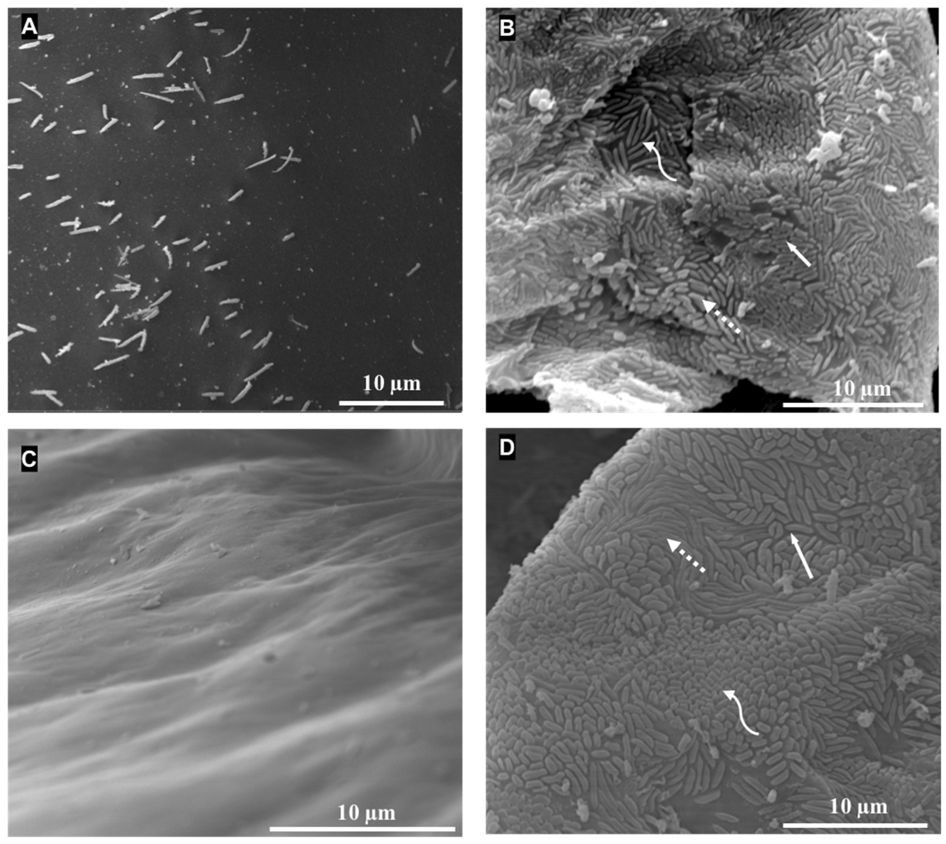 Microorganisms 12 00652 g002 Microorganisms 12 00652 g002