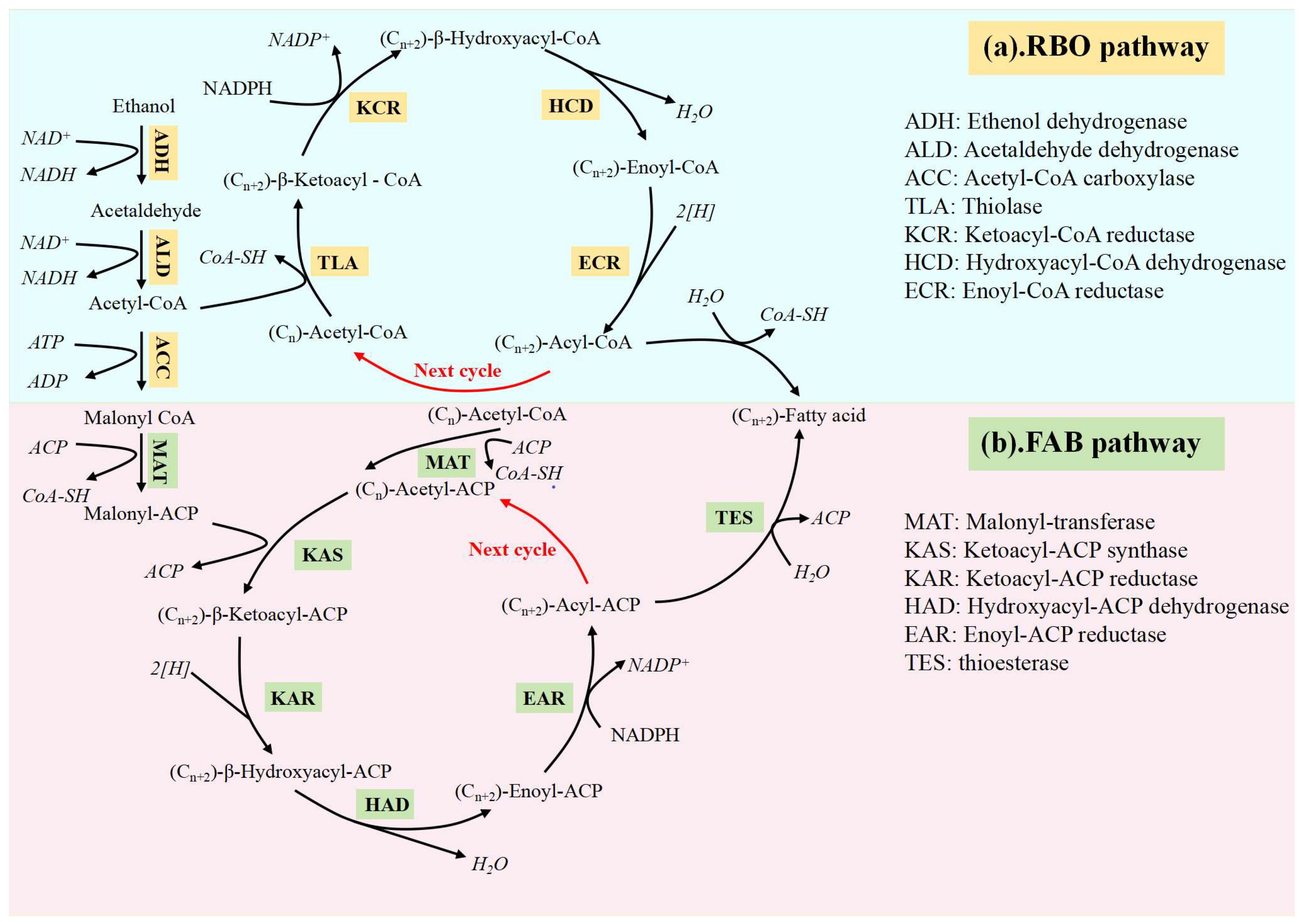 Microorganisms 12 00680 g003