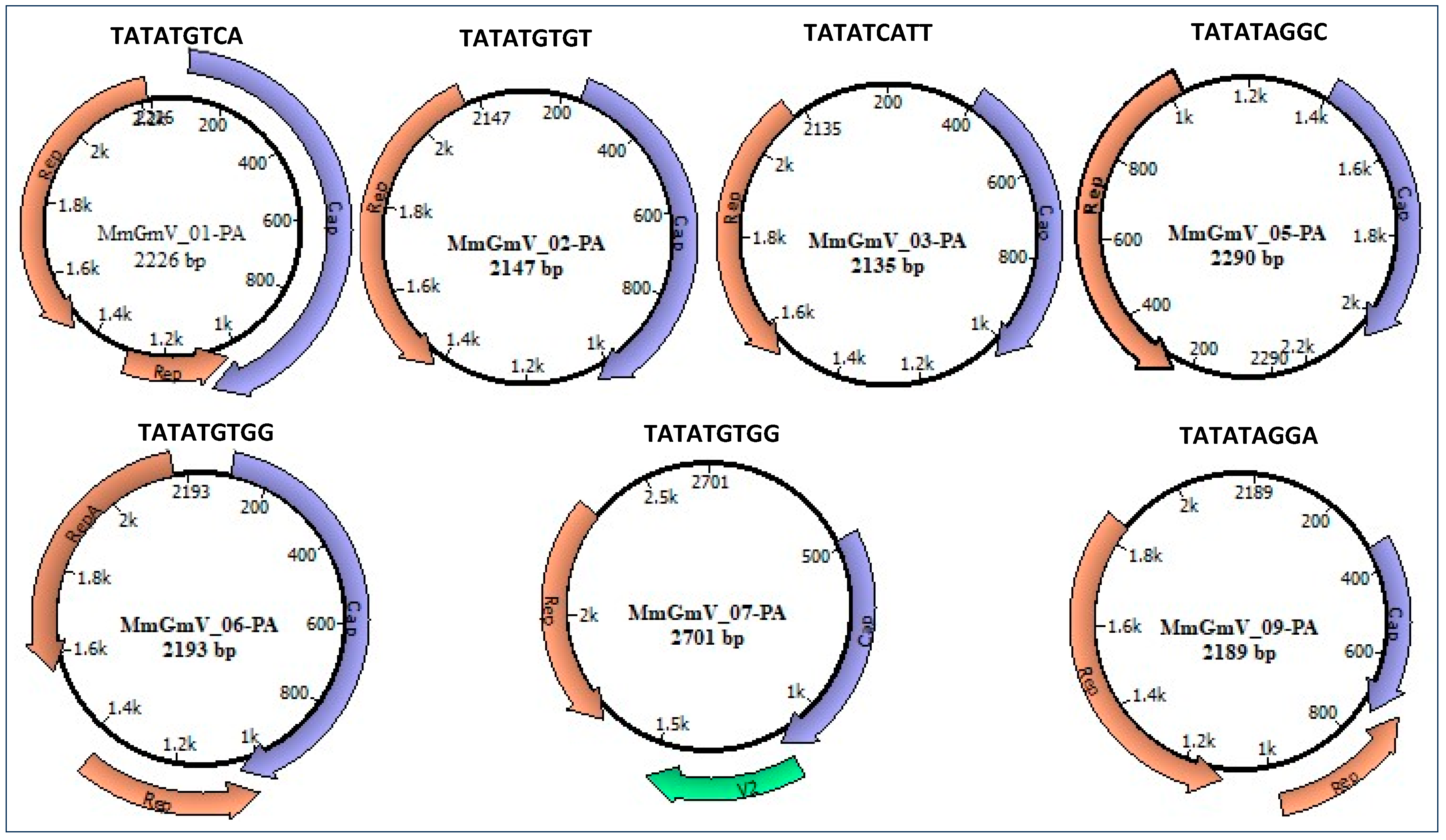 Microorganisms 12 00688 g001