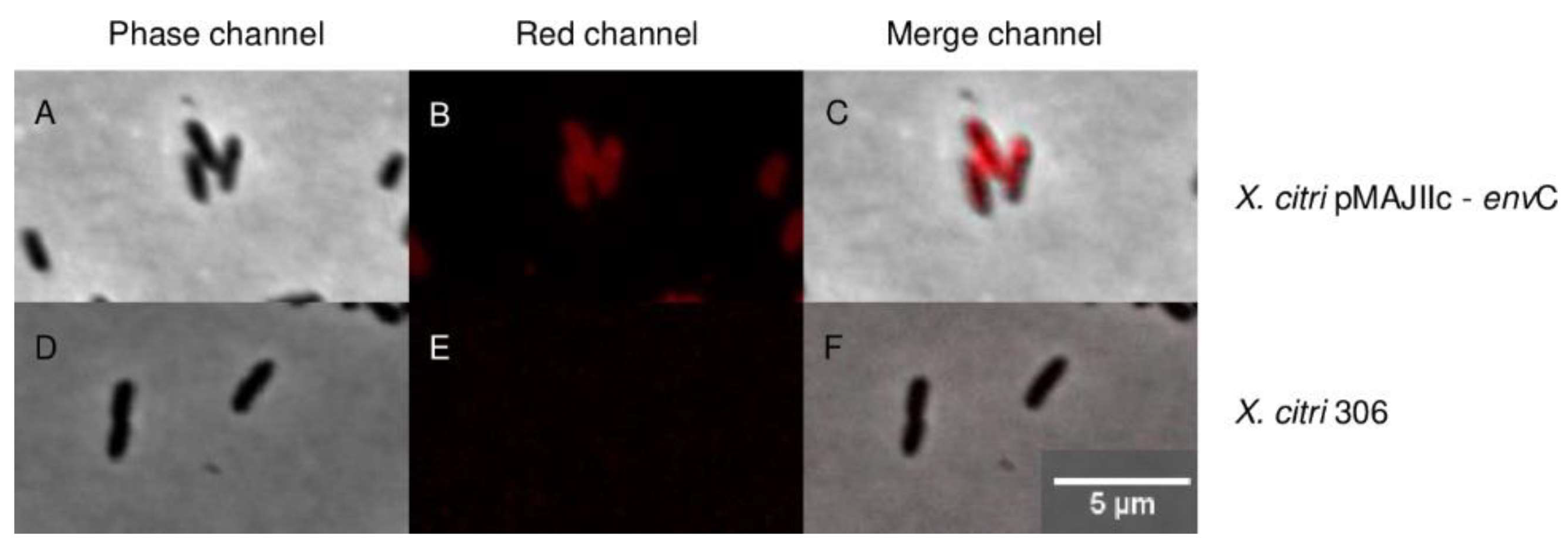 Microorganisms 12 00691 g004