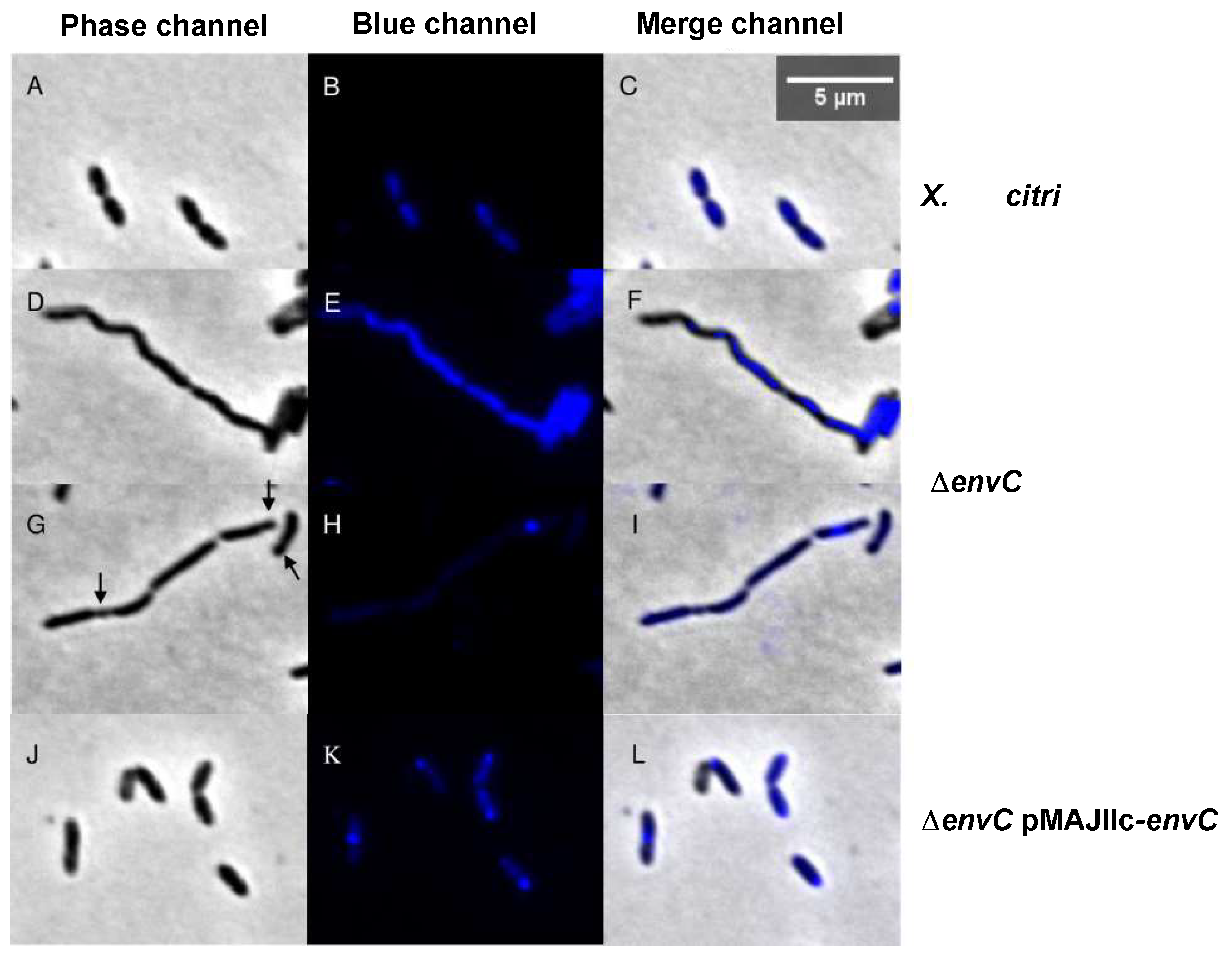Microorganisms 12 00691 g005