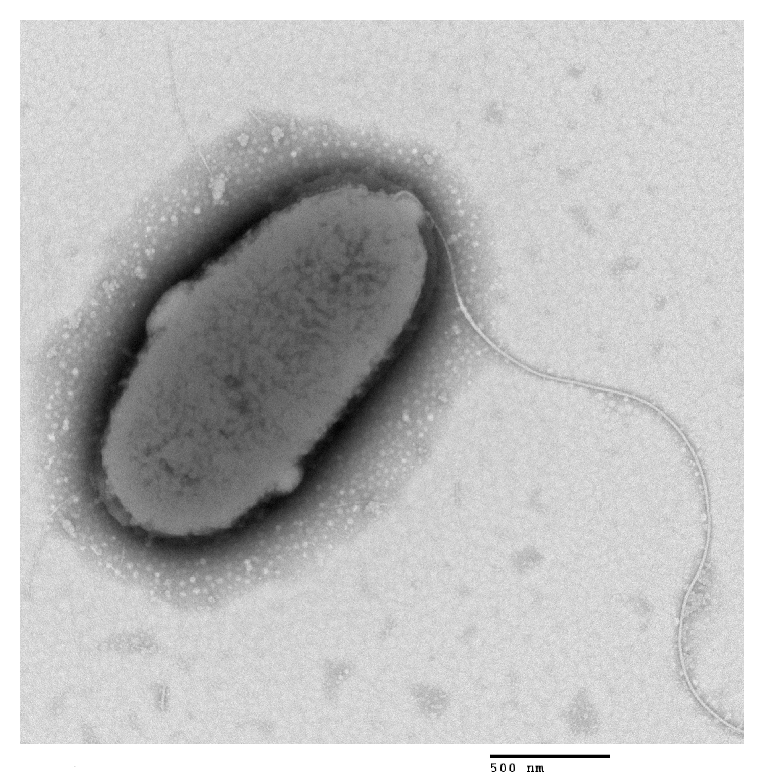 Microorganisms 12 00694 g002