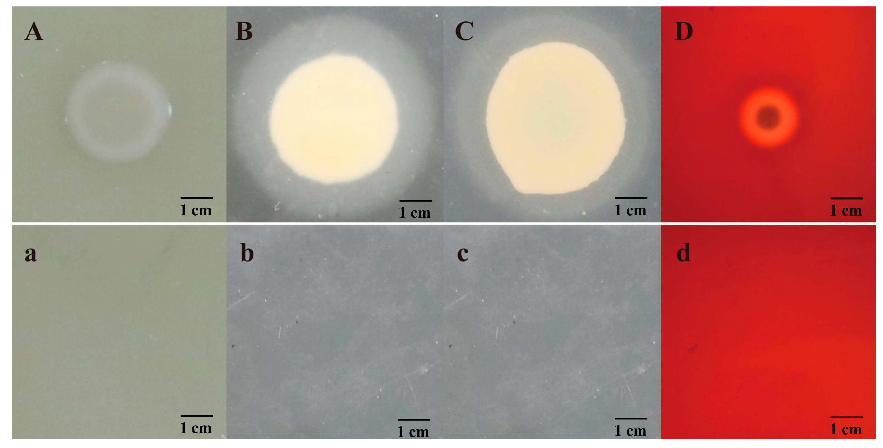Microorganisms 12 00694 g004