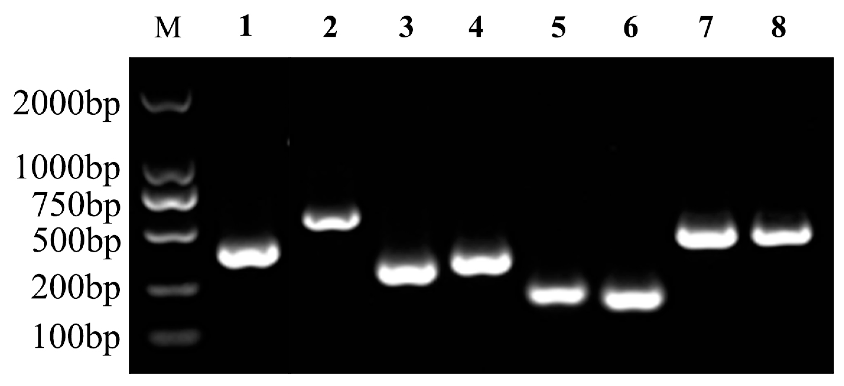 Microorganisms 12 00694 g005