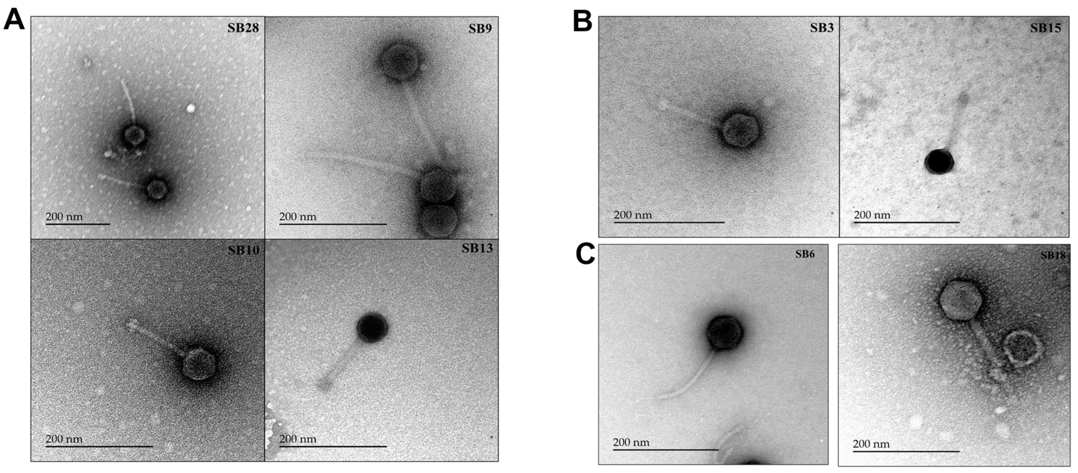 Microorganisms 12 00695 g006