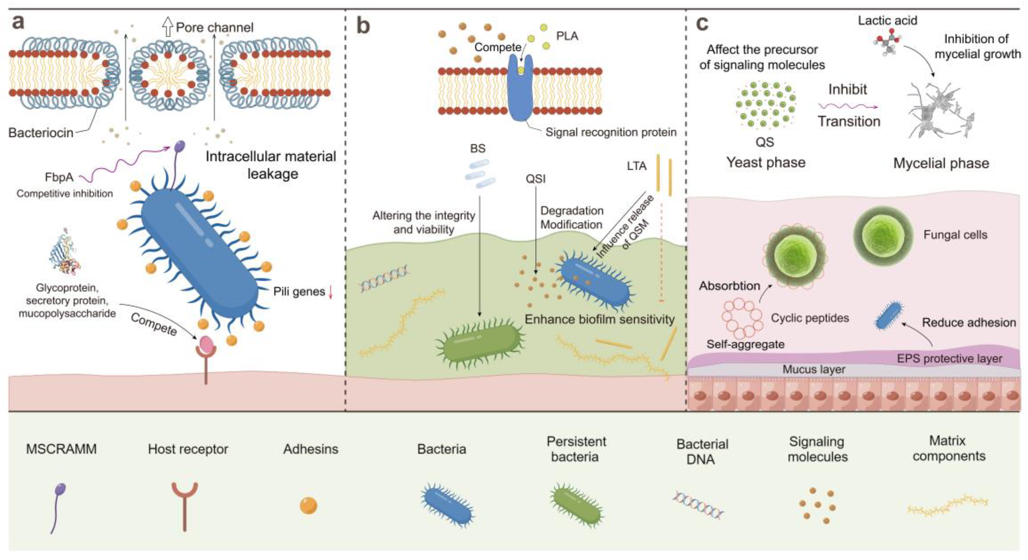 Microorganisms 12 00704 g003
