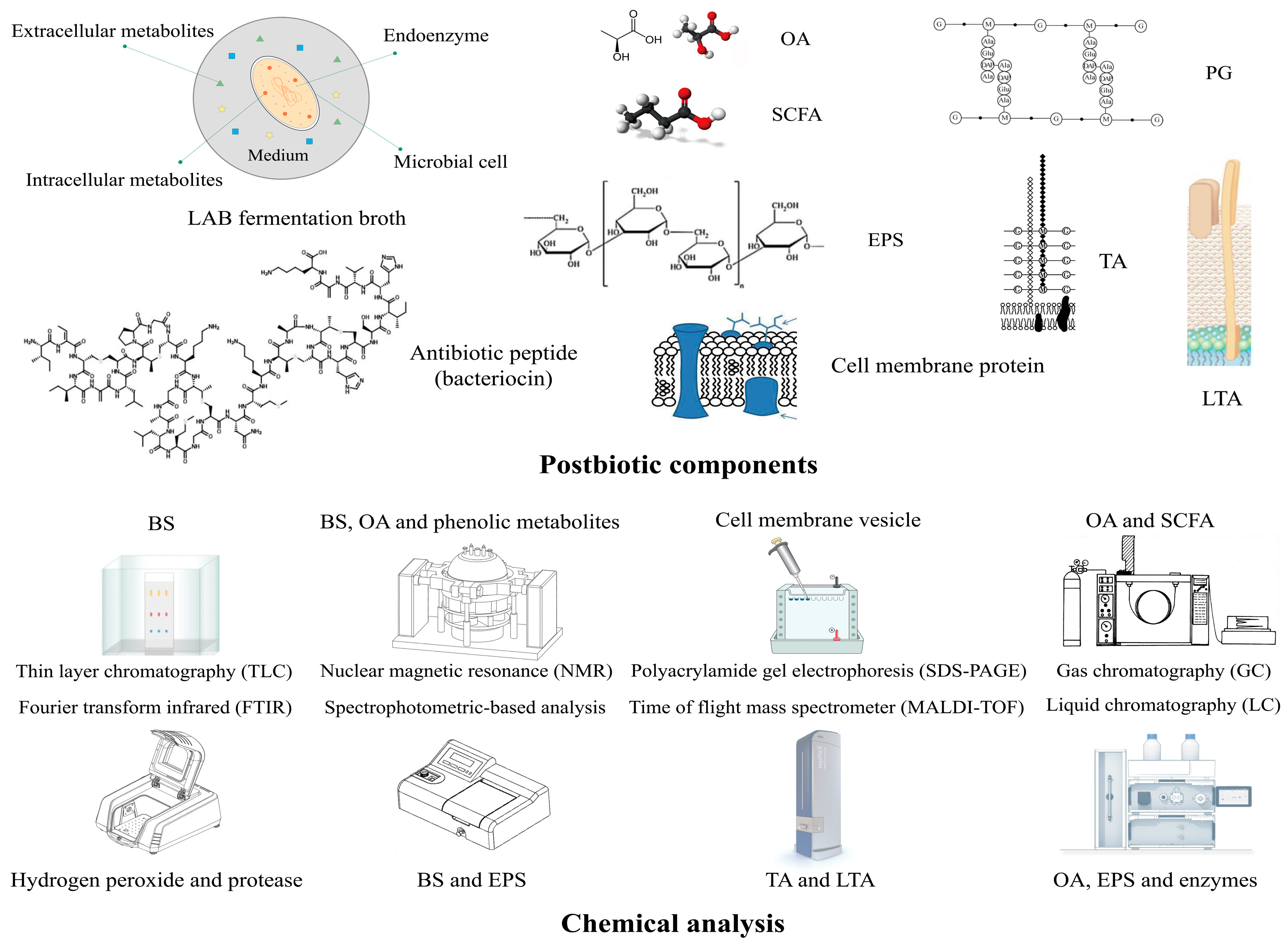 Microorganisms 12 00704 g004