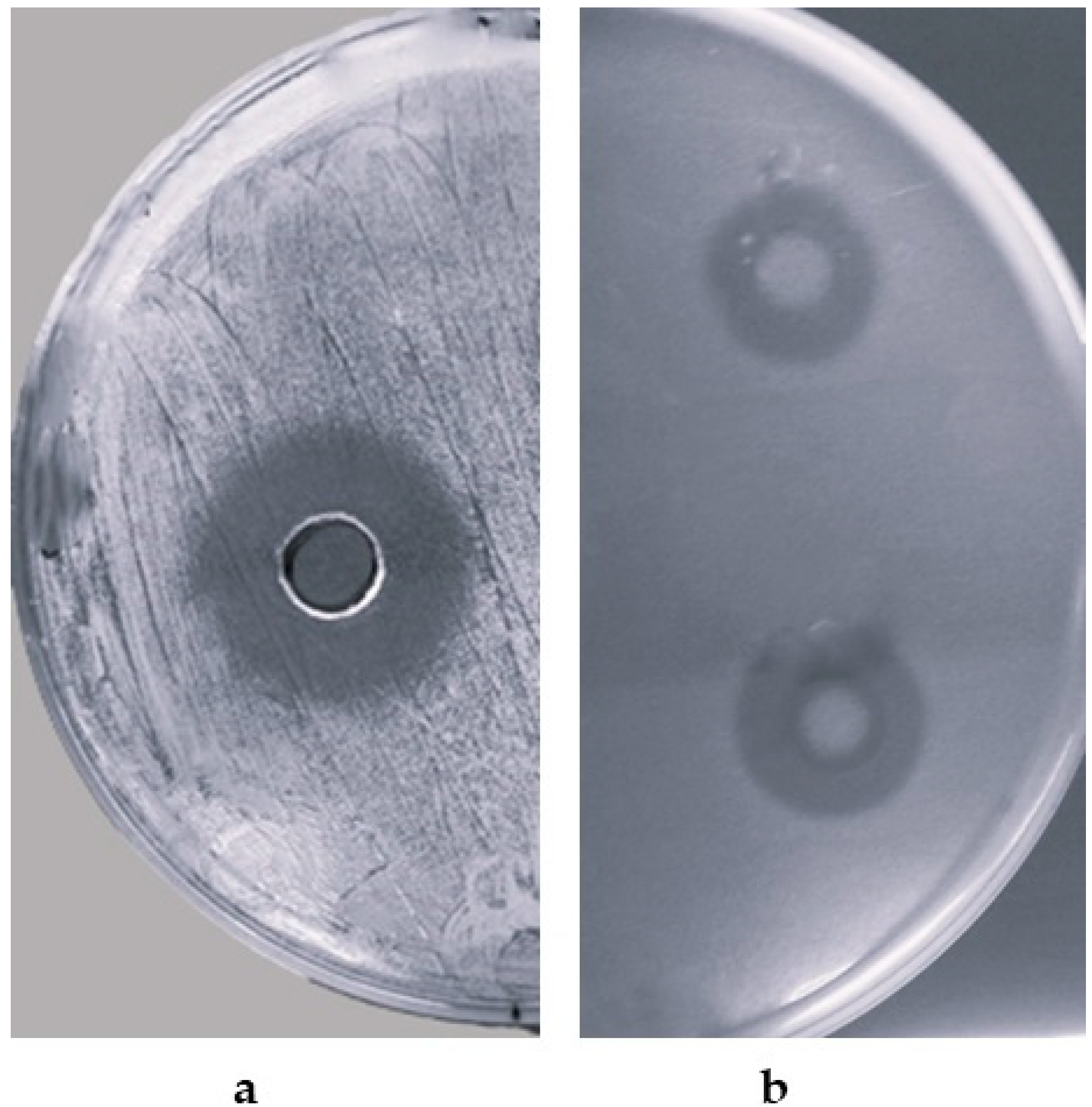 Microorganisms 12 00718 g001