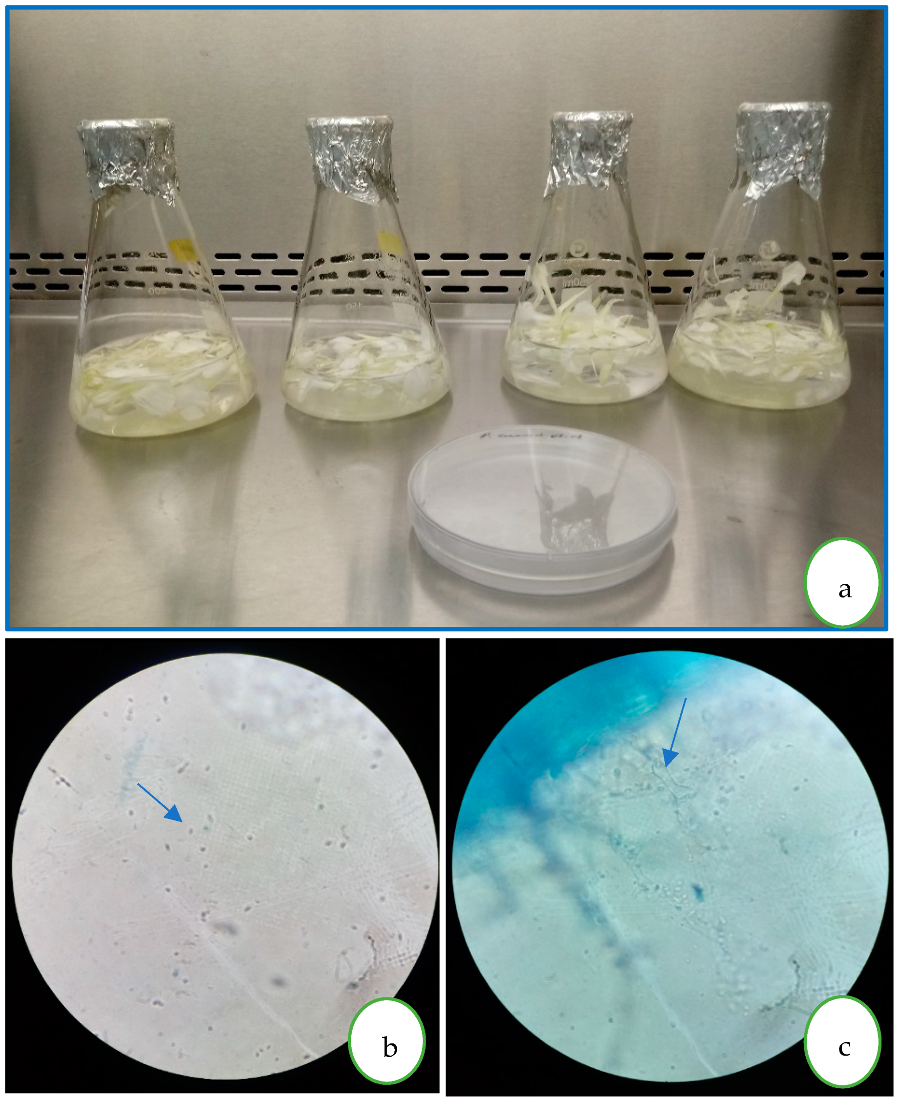 Microorganisms 12 00721 g001
