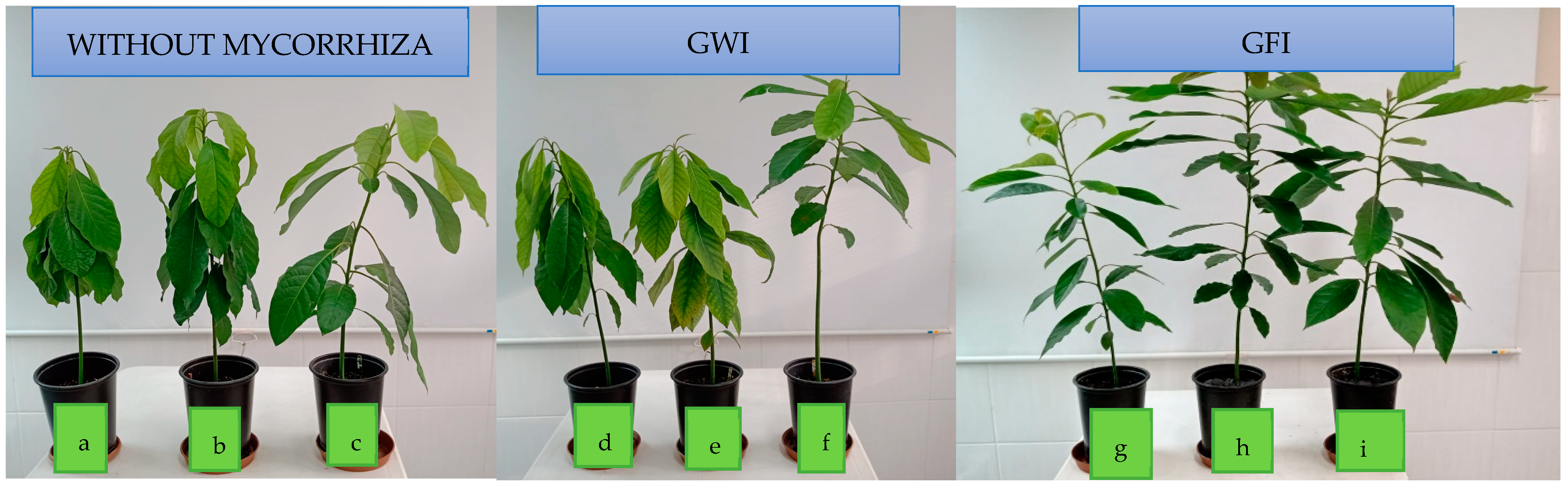 Microorganisms 12 00721 g005