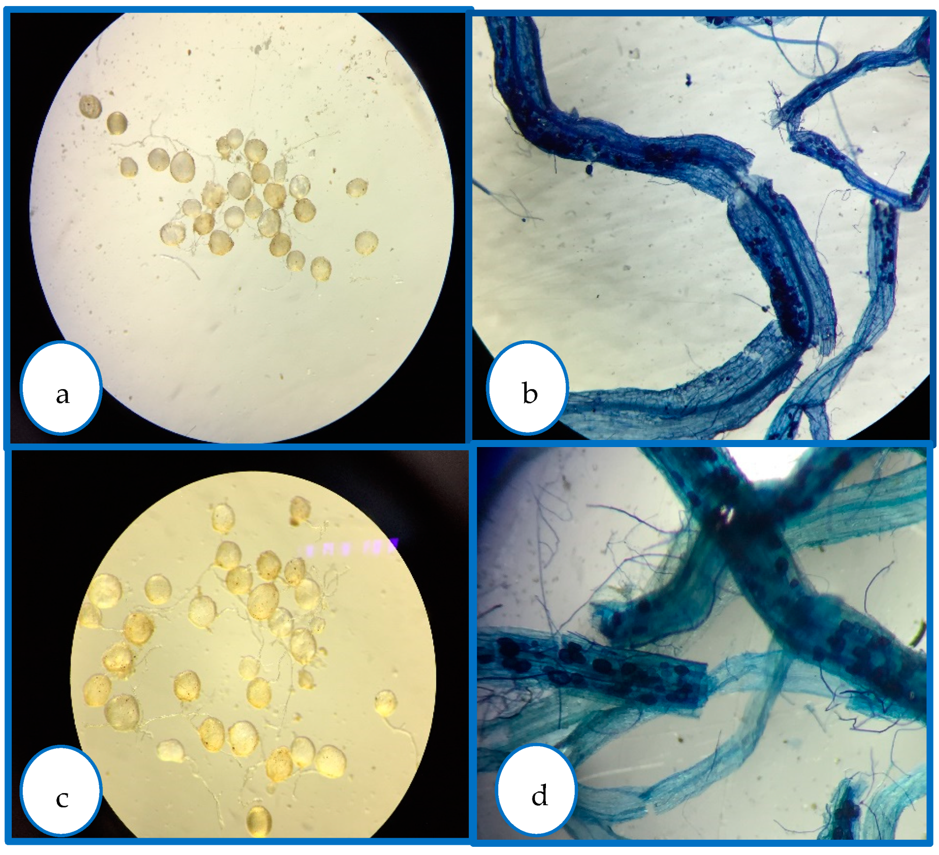 Microorganisms 12 00721 g006